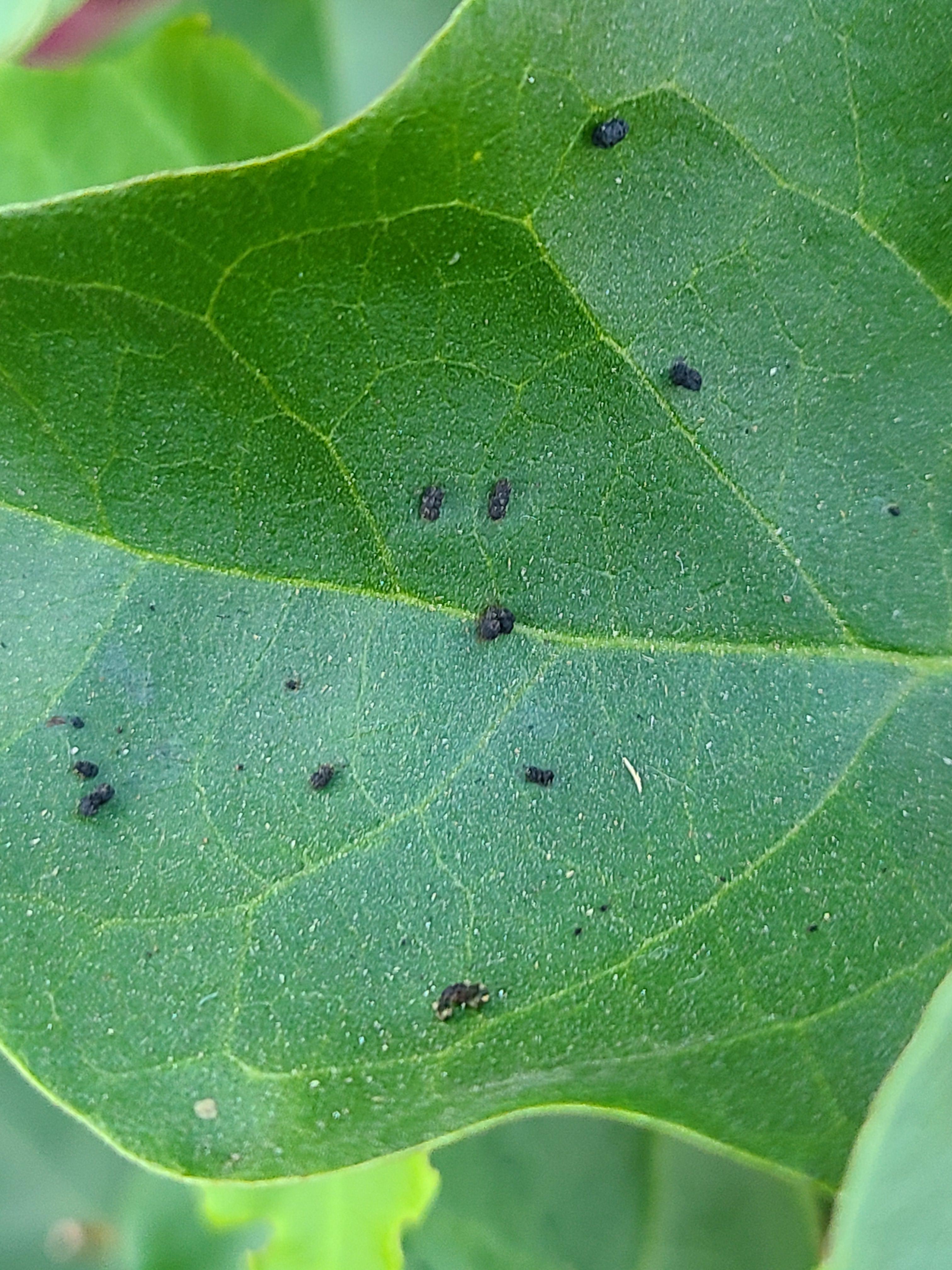 Tiny black dots on bougainvillea leaves. Any help IDing what they are