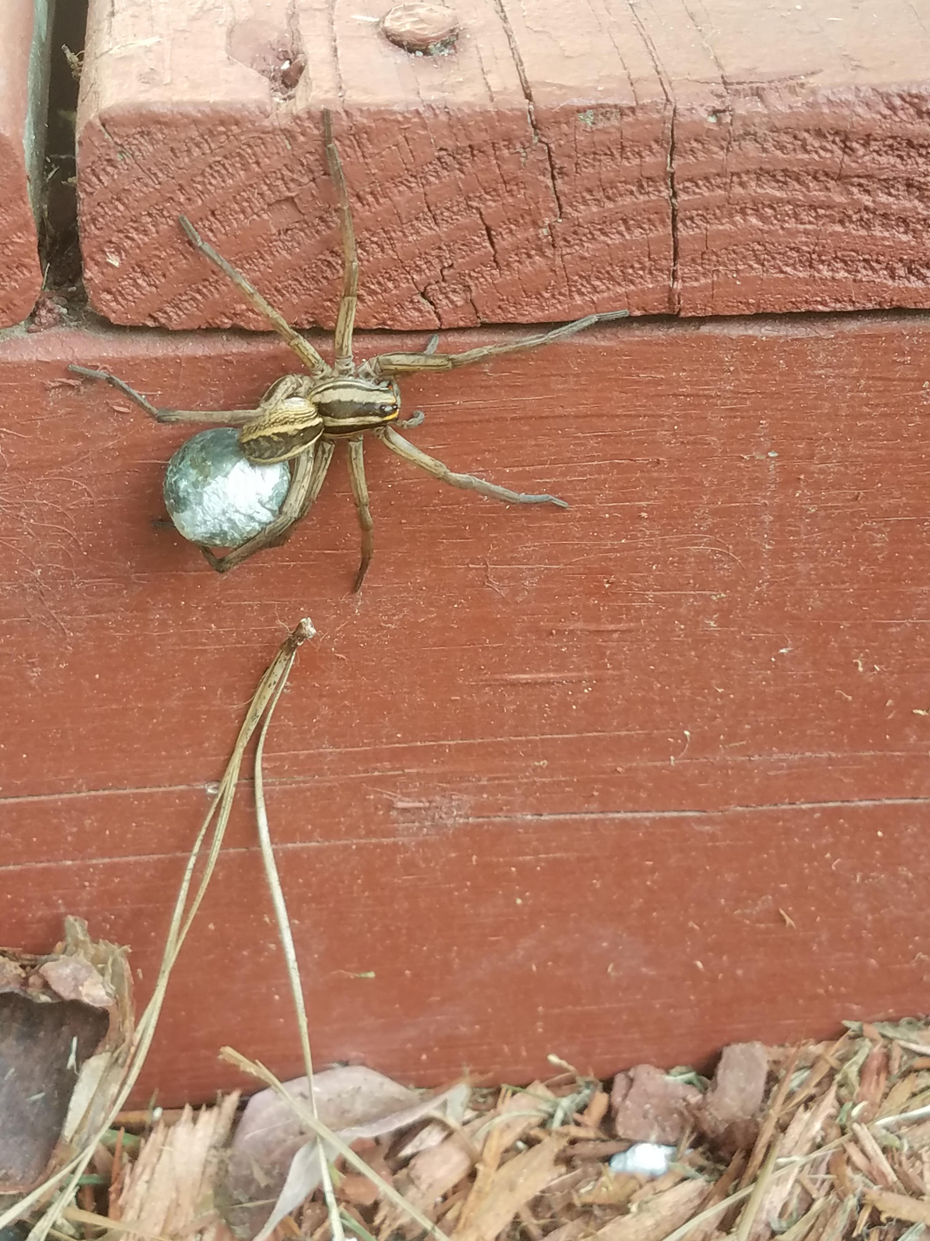 Wolf Spider carrying her egg sack. South Carolina spiders