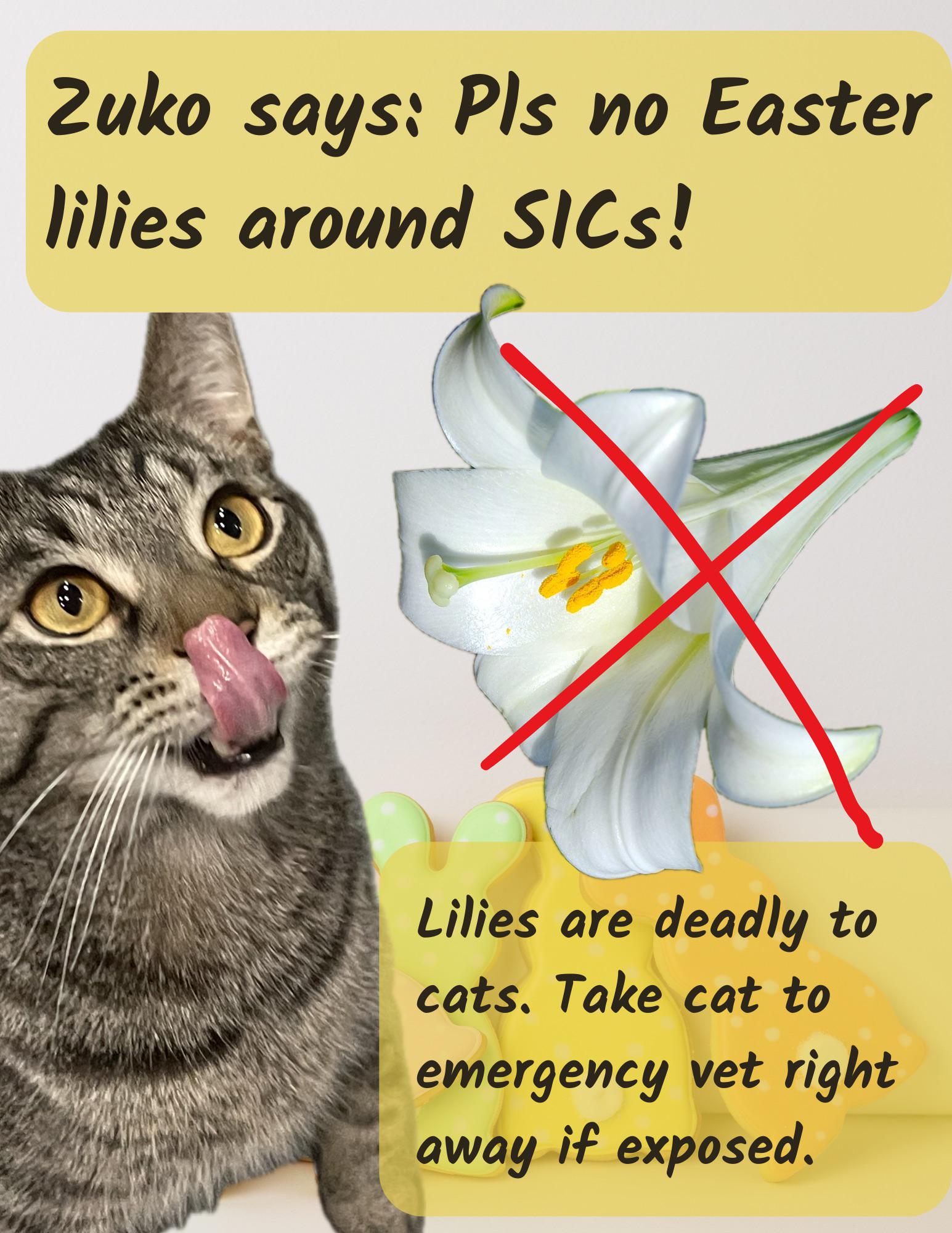 PSA Keep the lilies away from SICs r/standardissuecat