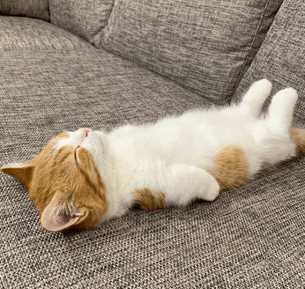 Kitten sleeping like a tiny human
