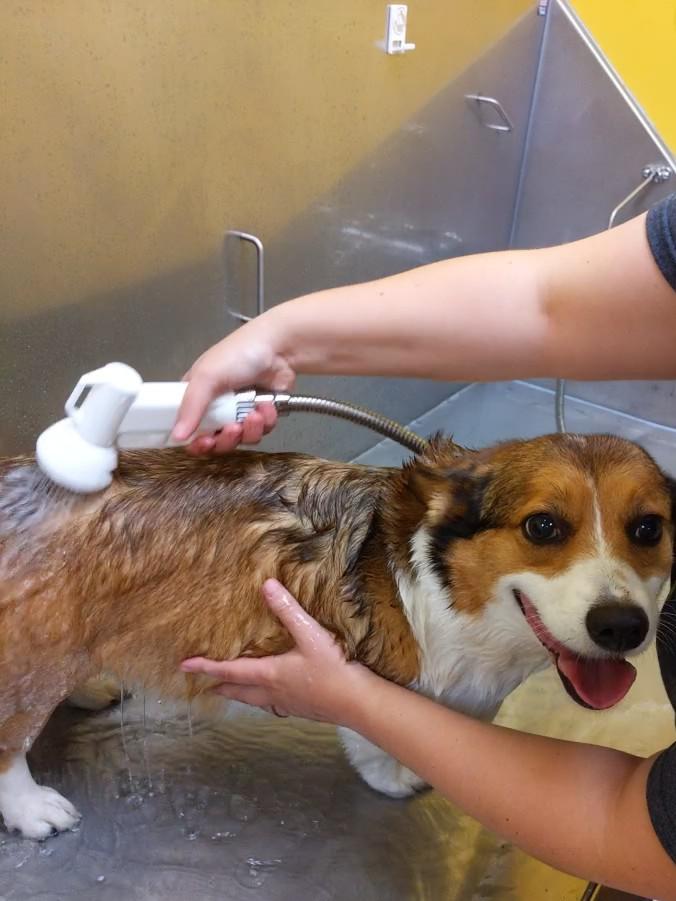 How Often Should Indoor Dogs Be Bathed