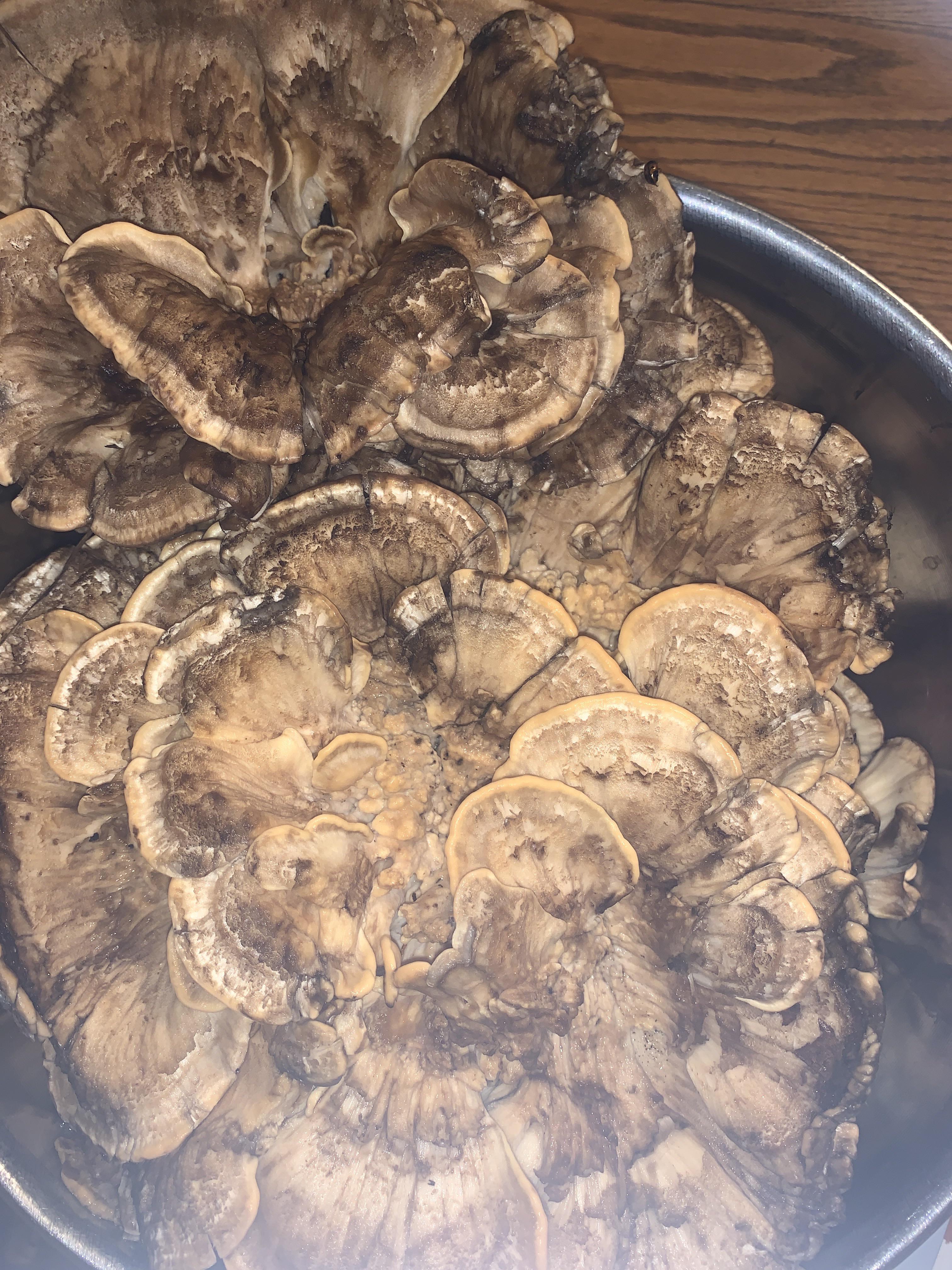 Chanterelles in Virginia mushroom