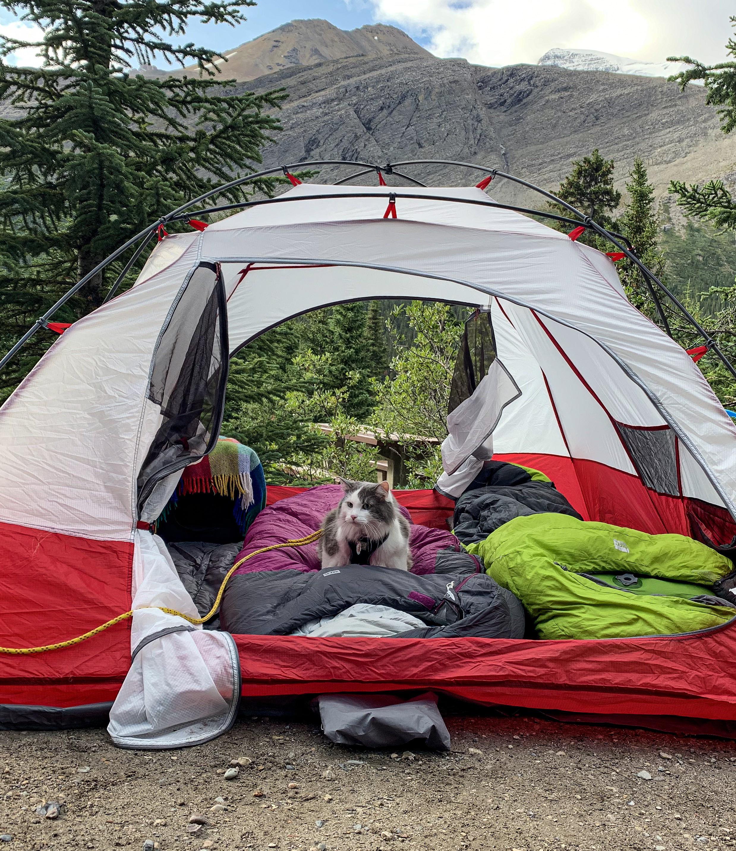 For his birthday, we celebrated by taking Gary camping! r/Gary_The_Cat