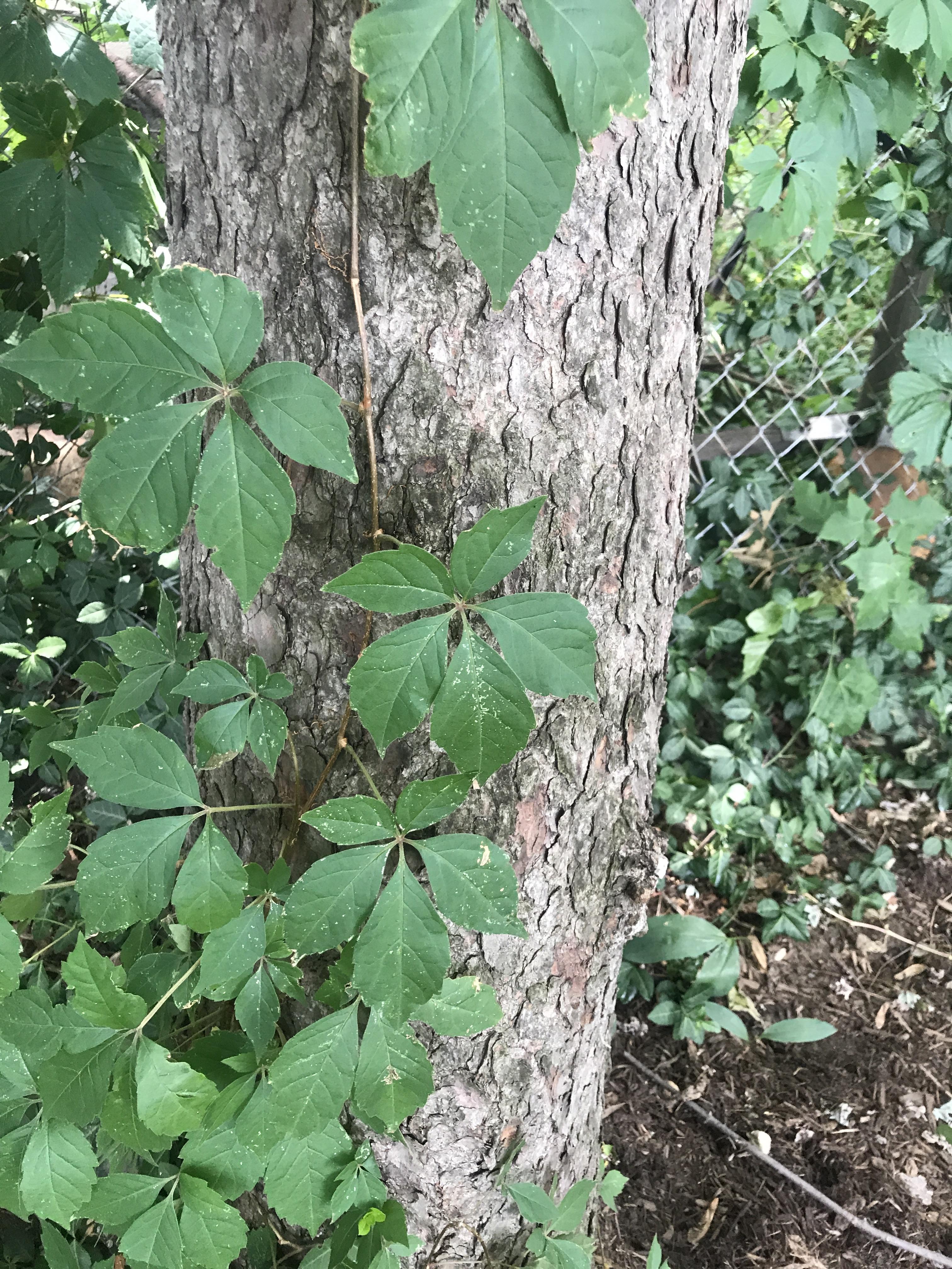 Is this poison ivy? In Michigan. r/plants