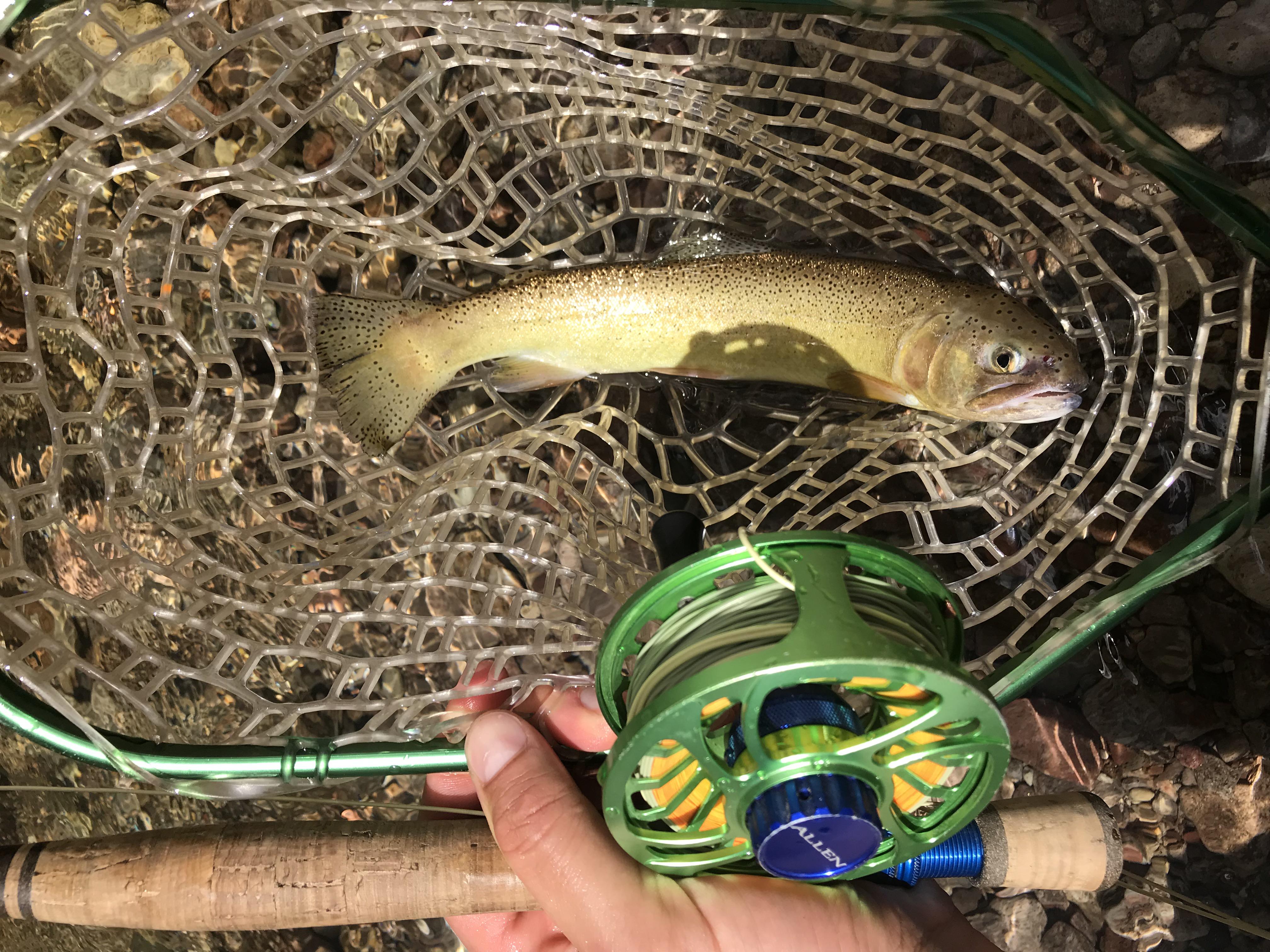 Beautiful Gila trout on the fly r/flyfishing