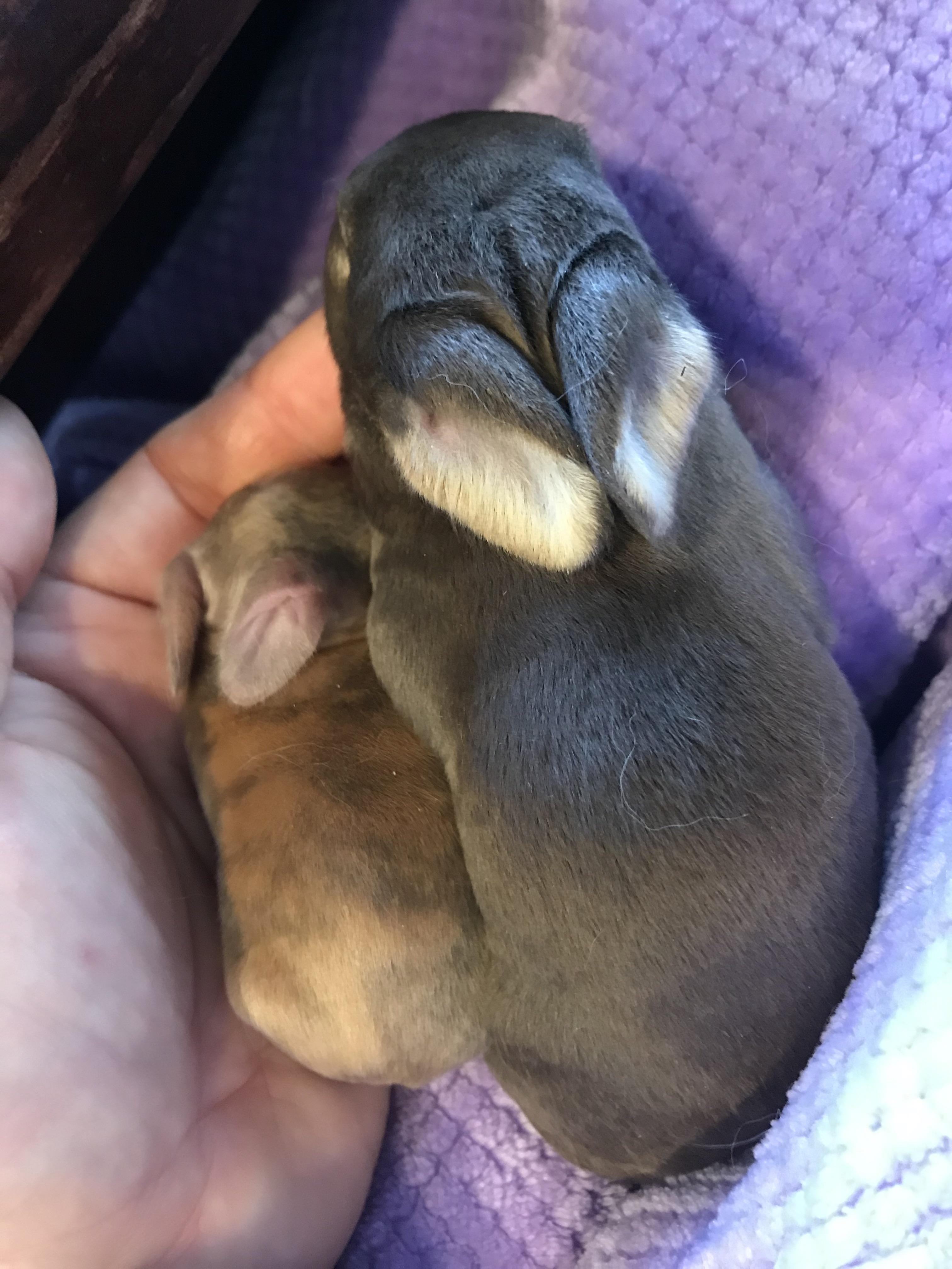 1 week old vs 2 weeks old Rabbits