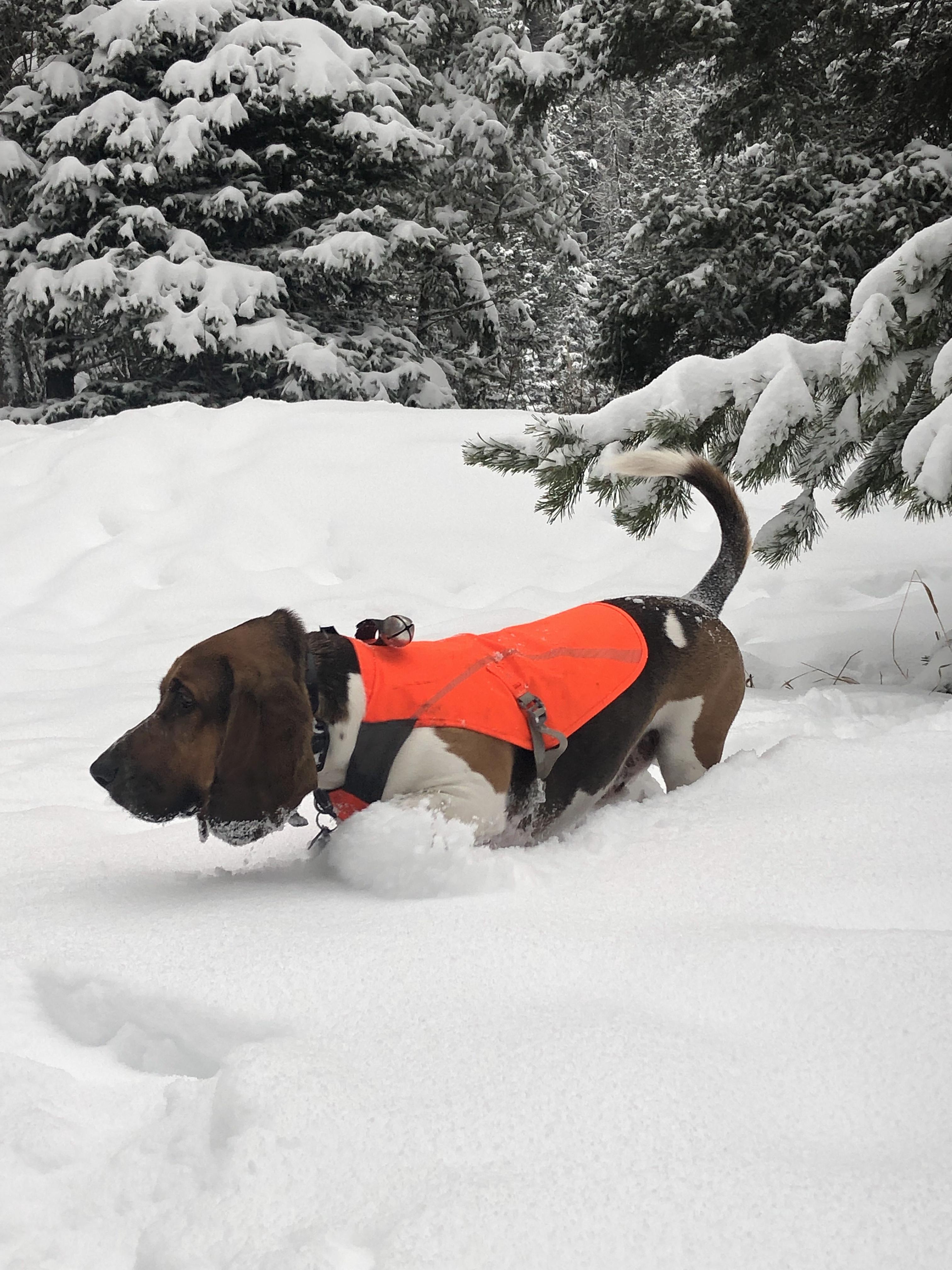 Powder Hound r/bassethounds