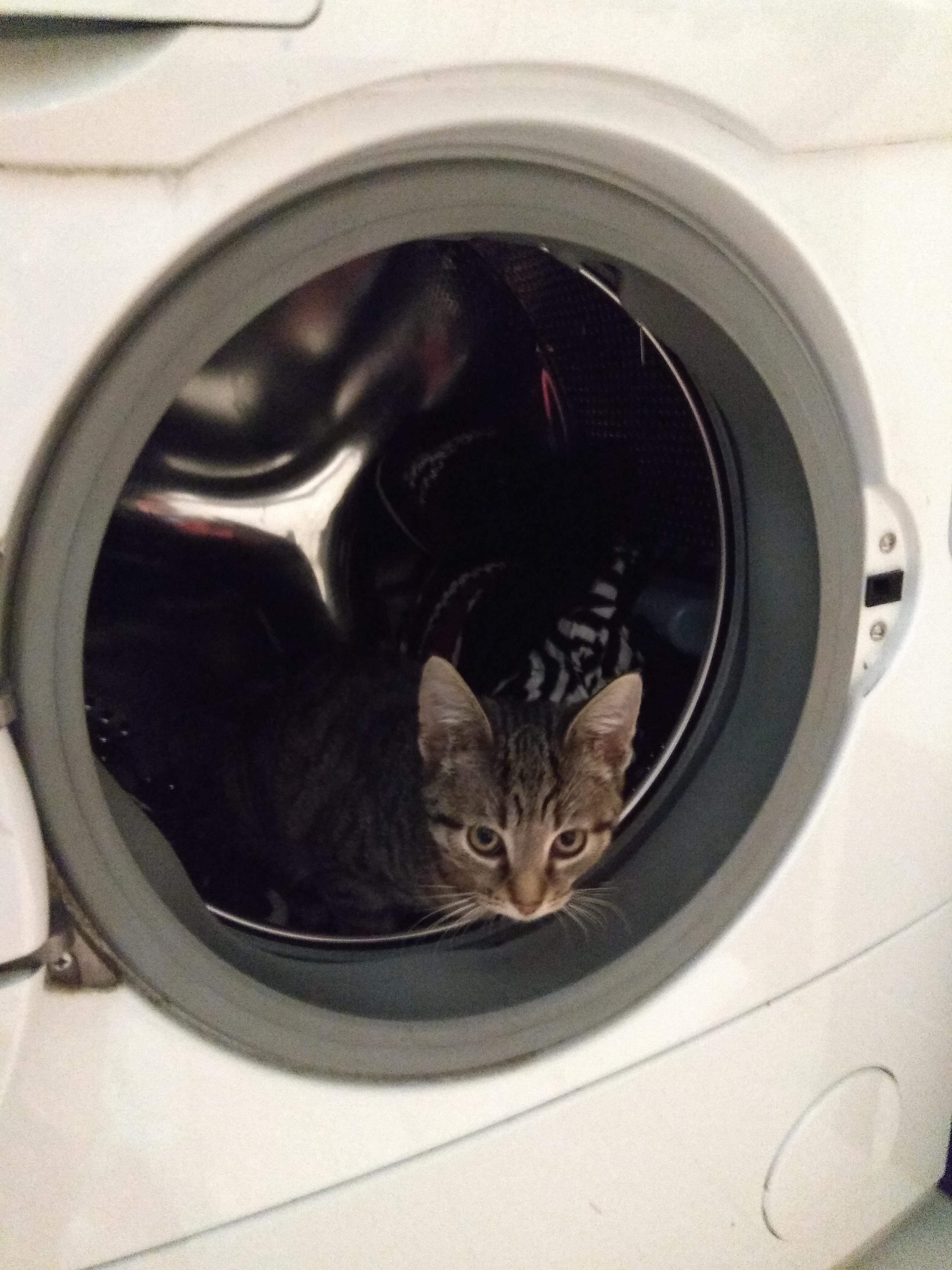 Just myy sweet cat casually peeing into the washing machine. r/cats