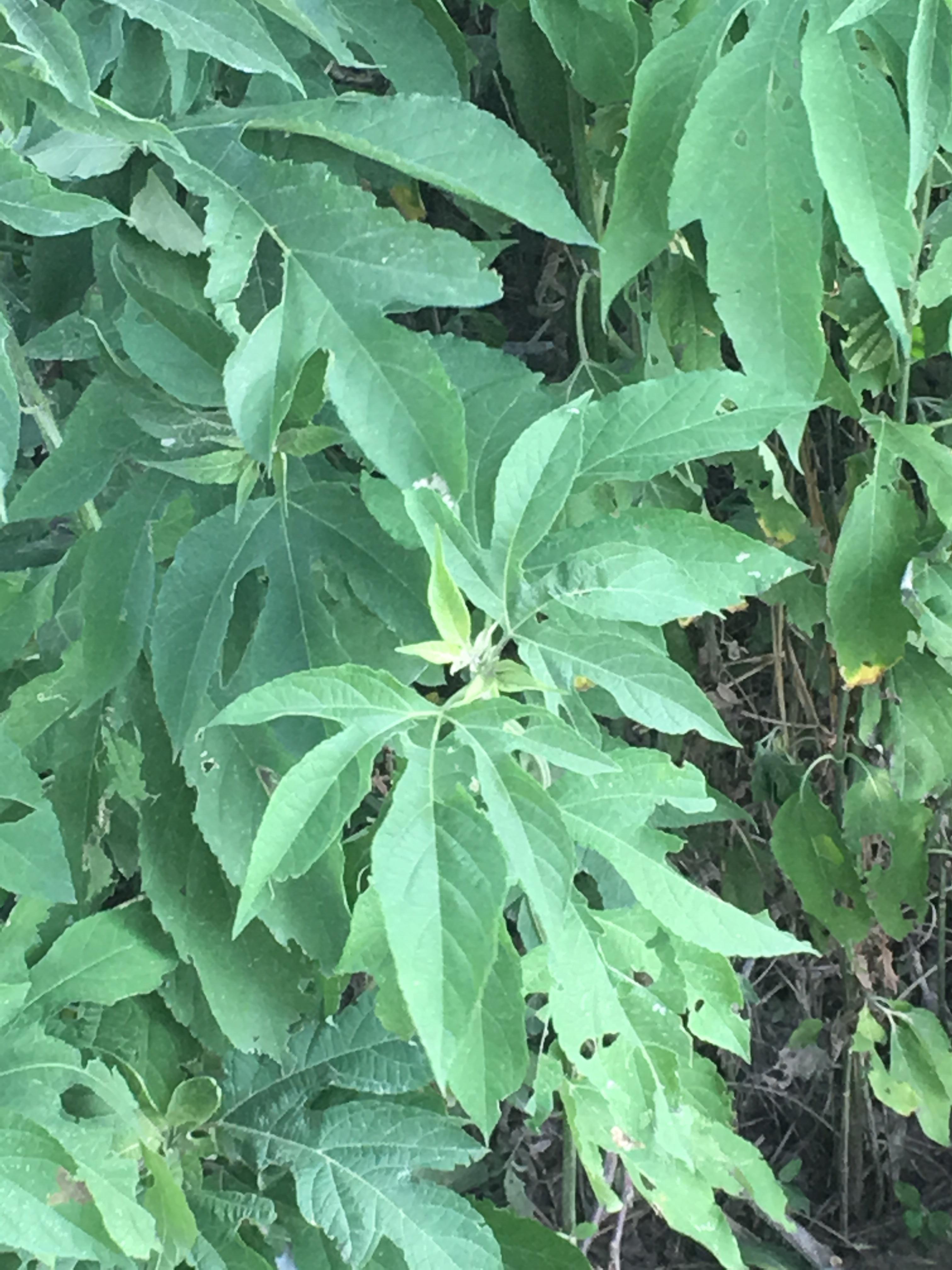 Tall plant with 5 pointed leaf found in Southeast Texas. Leafs and stem