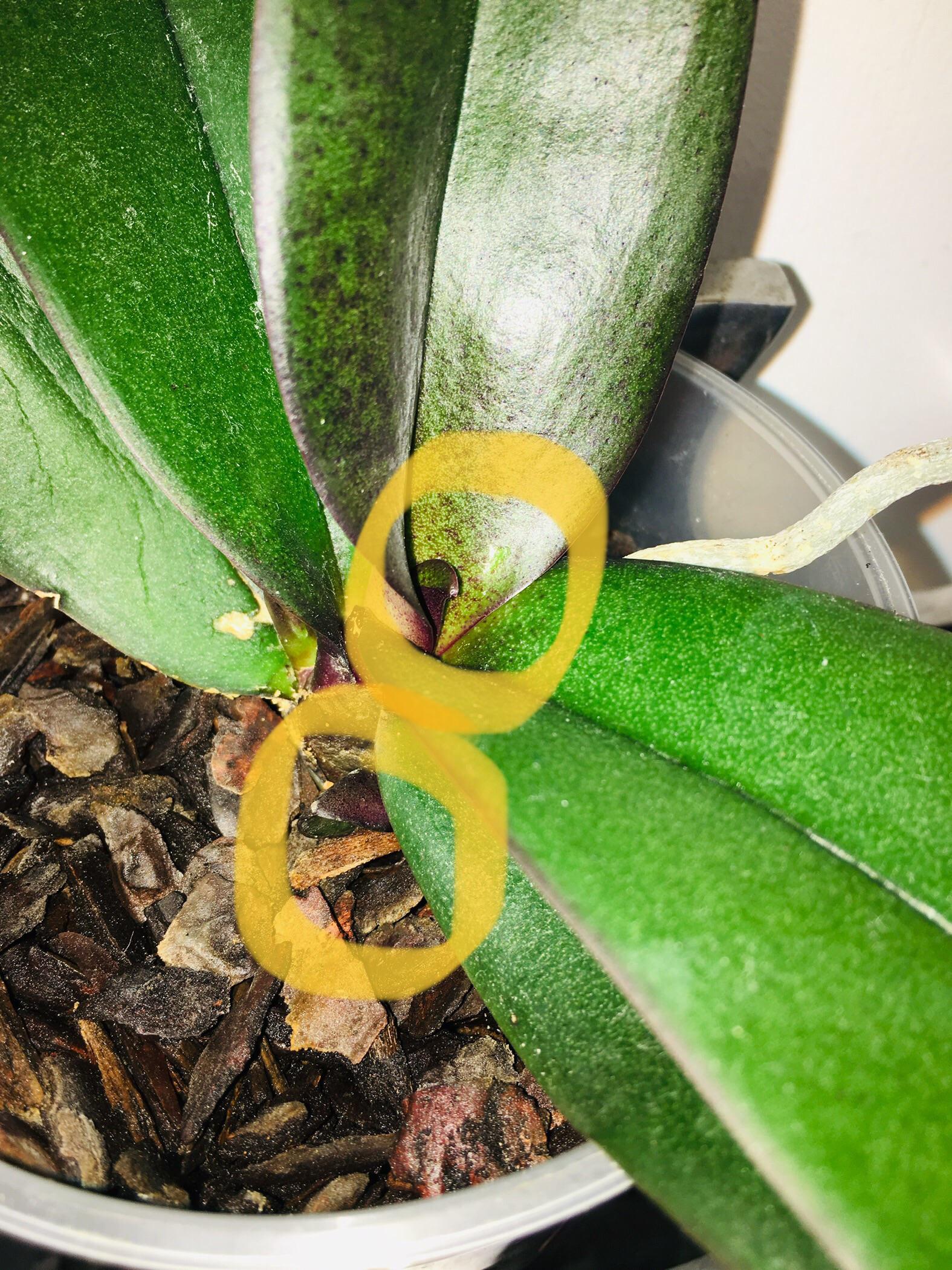 My Baby Orchid Is Growing Weirdly. Not sure if anyone else has seen