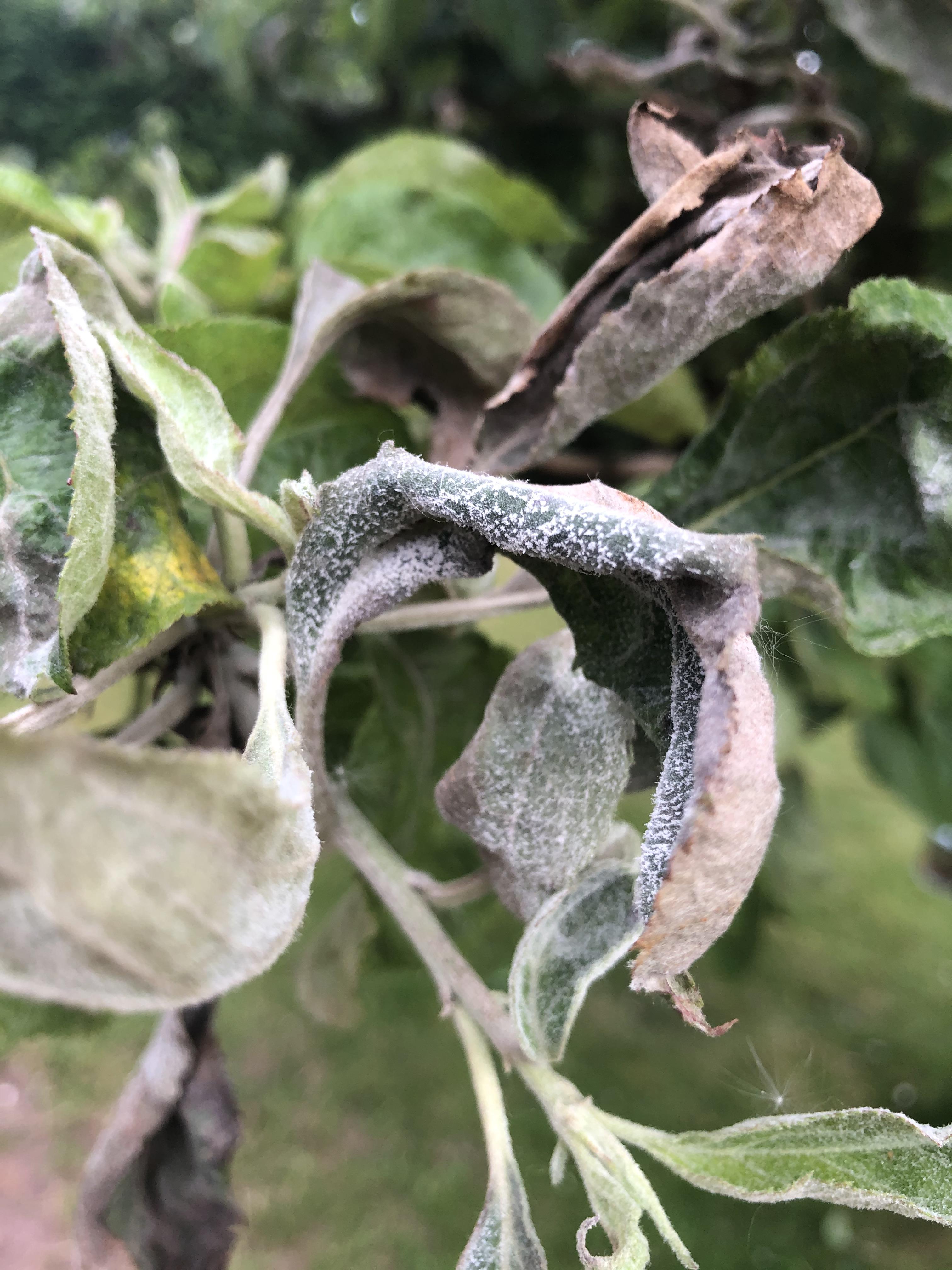 I have a mature apple tree that was full of blossom the other week and