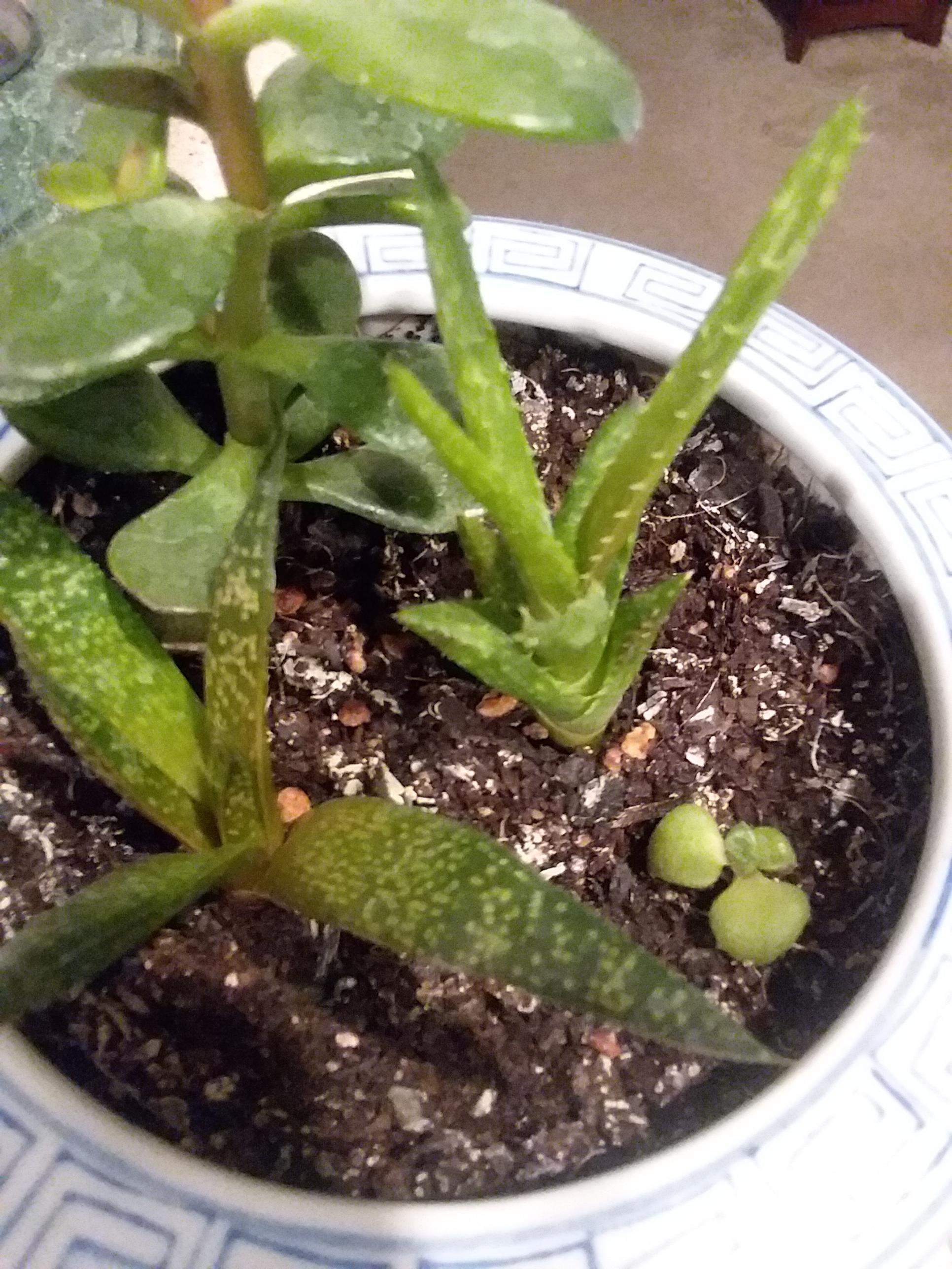 Top of the soil turning white? Is this normal?!? r/succulents