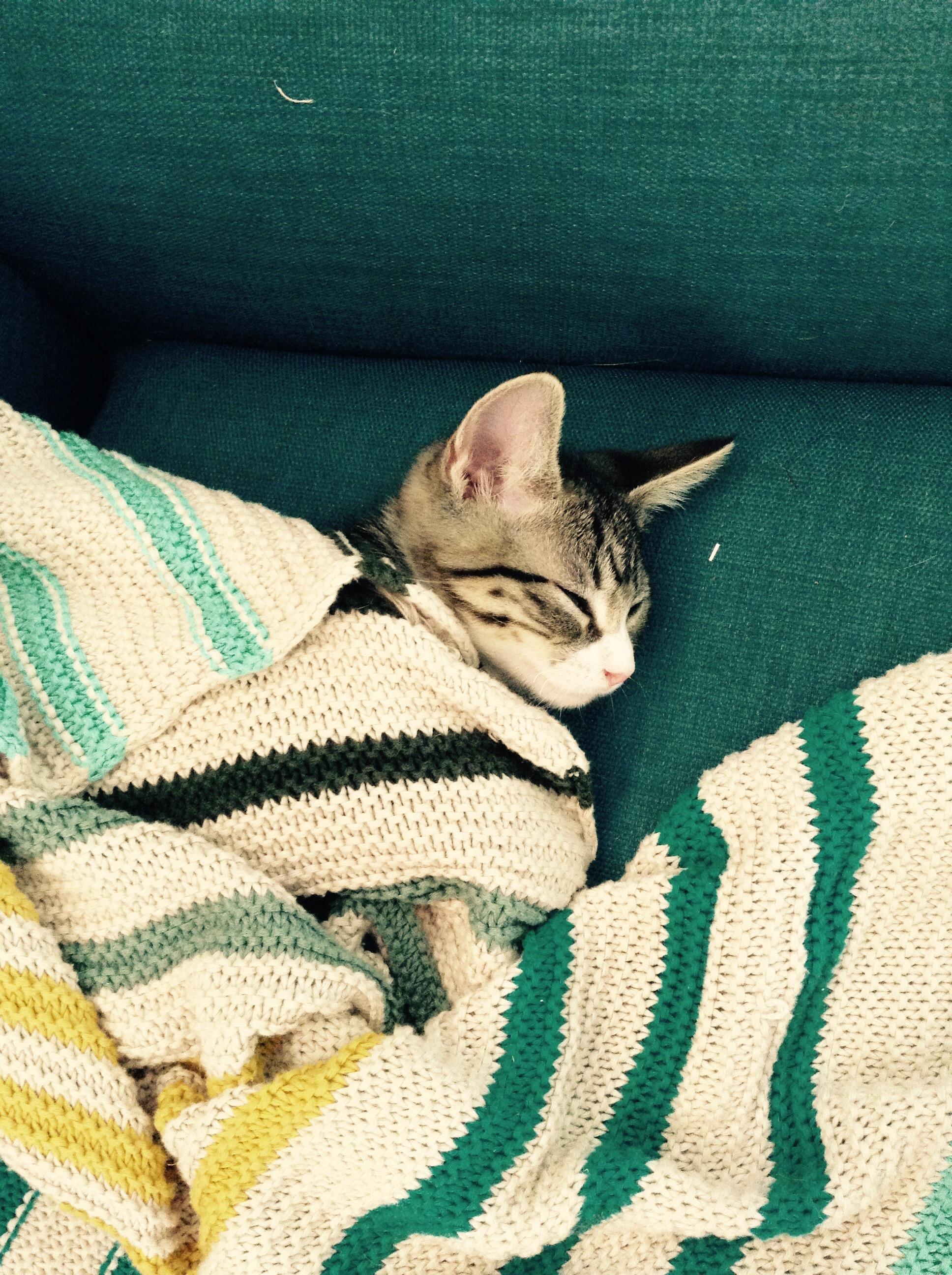 My cat sleeping under a blanket Eyebleach