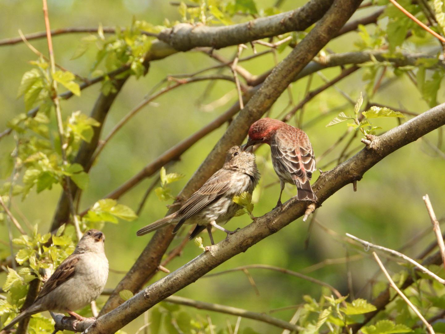 Feeding time for House Finch fledglings Chicago, IL r/birding