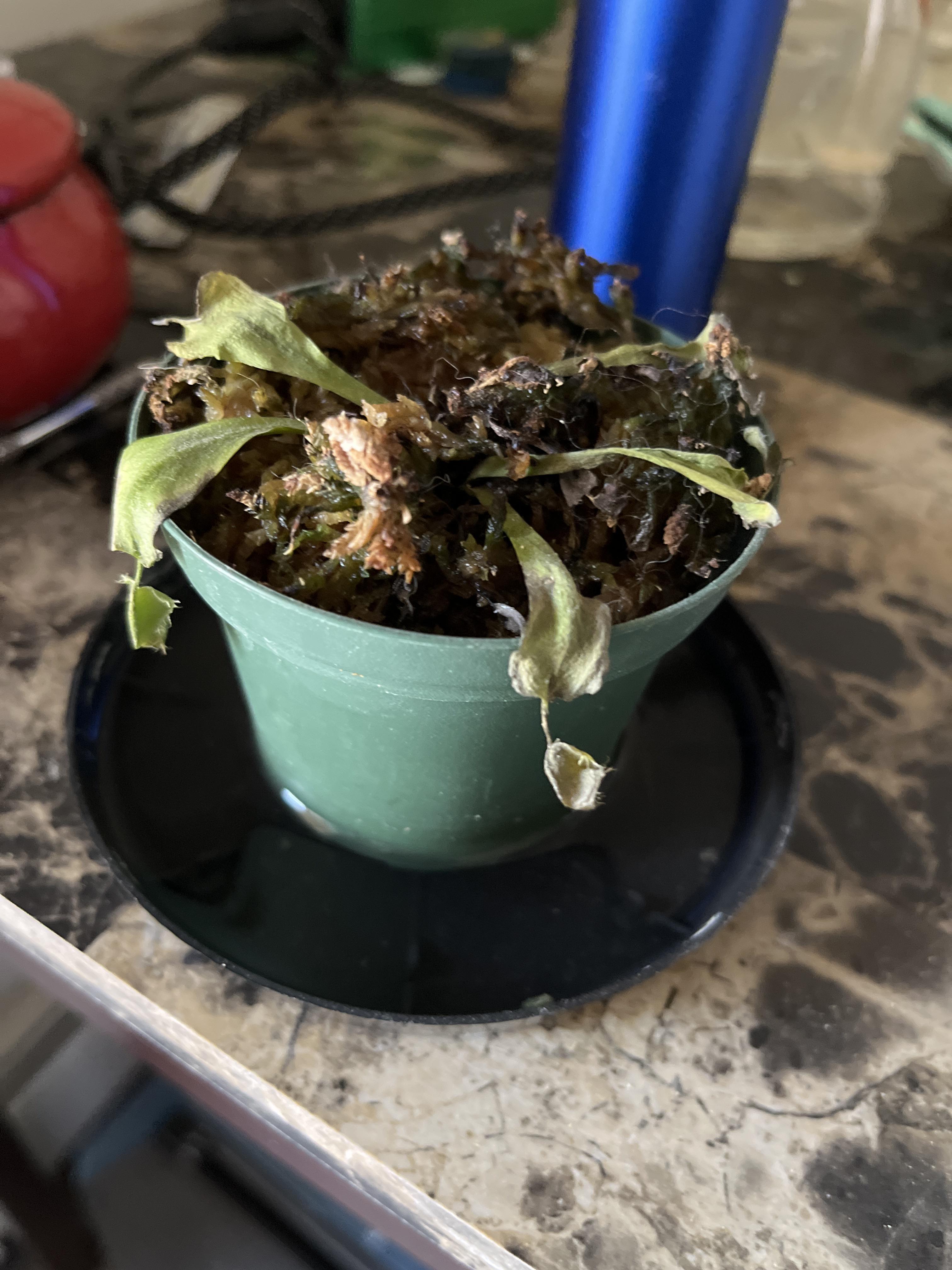 I believe my Venus fly trap is dead, but am told it could be dormant