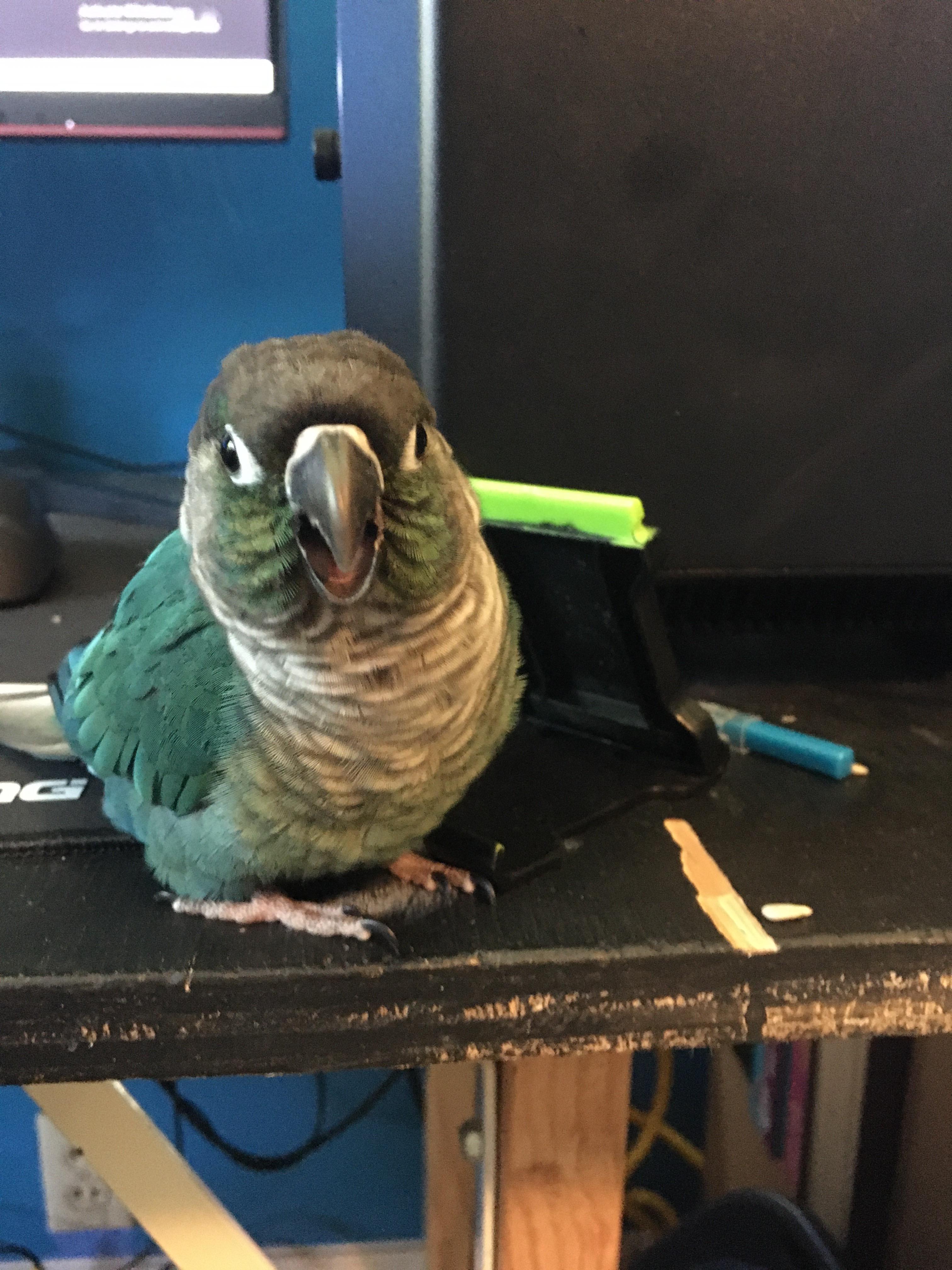 Meet and Jade he is a 1 year old green cheek conure and a adorable