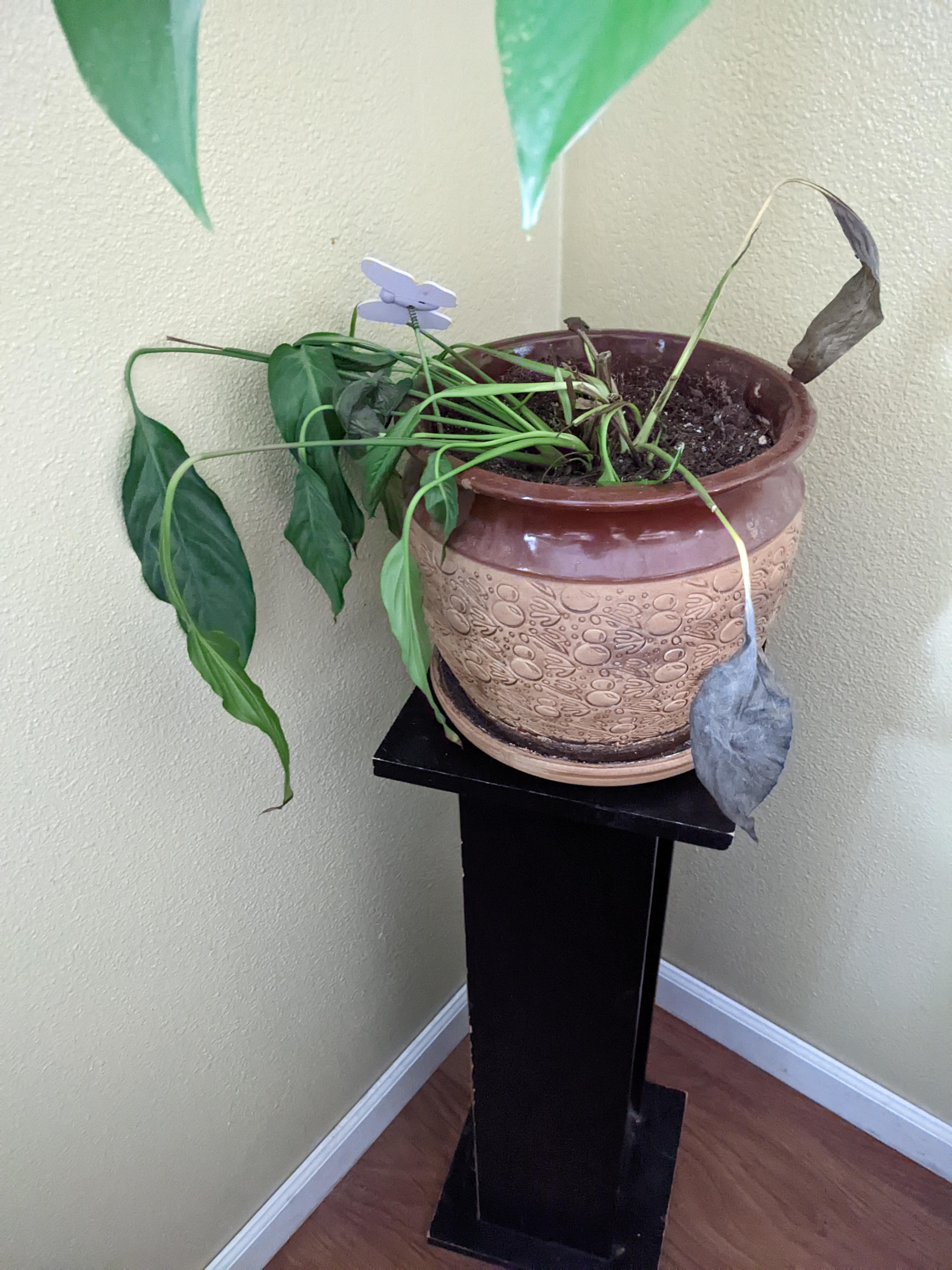 Help! r/houseplants
