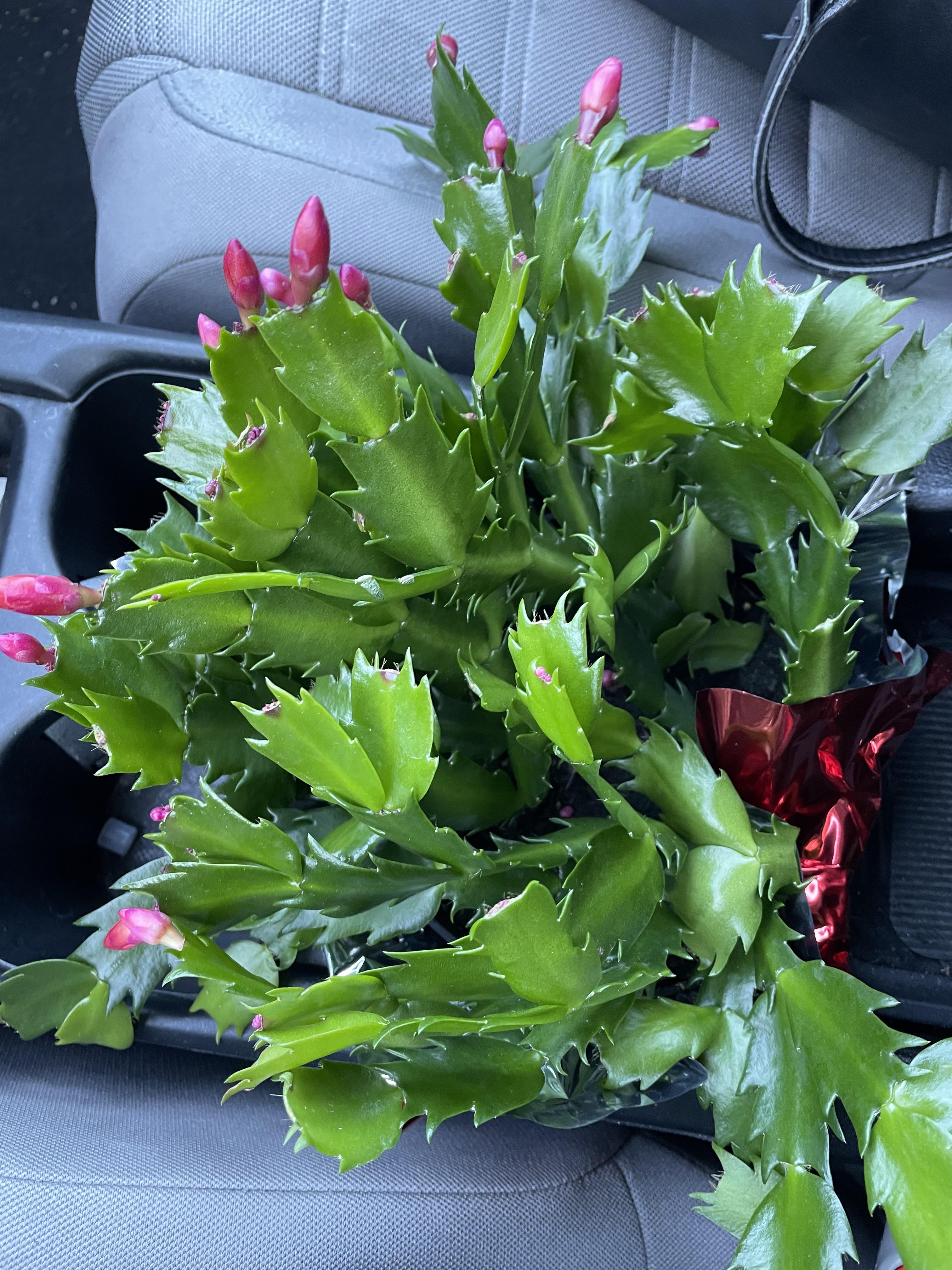 Home Depot Rockland(MA) has exceptionally healthy schlumbergera cacti for 12. Freshly