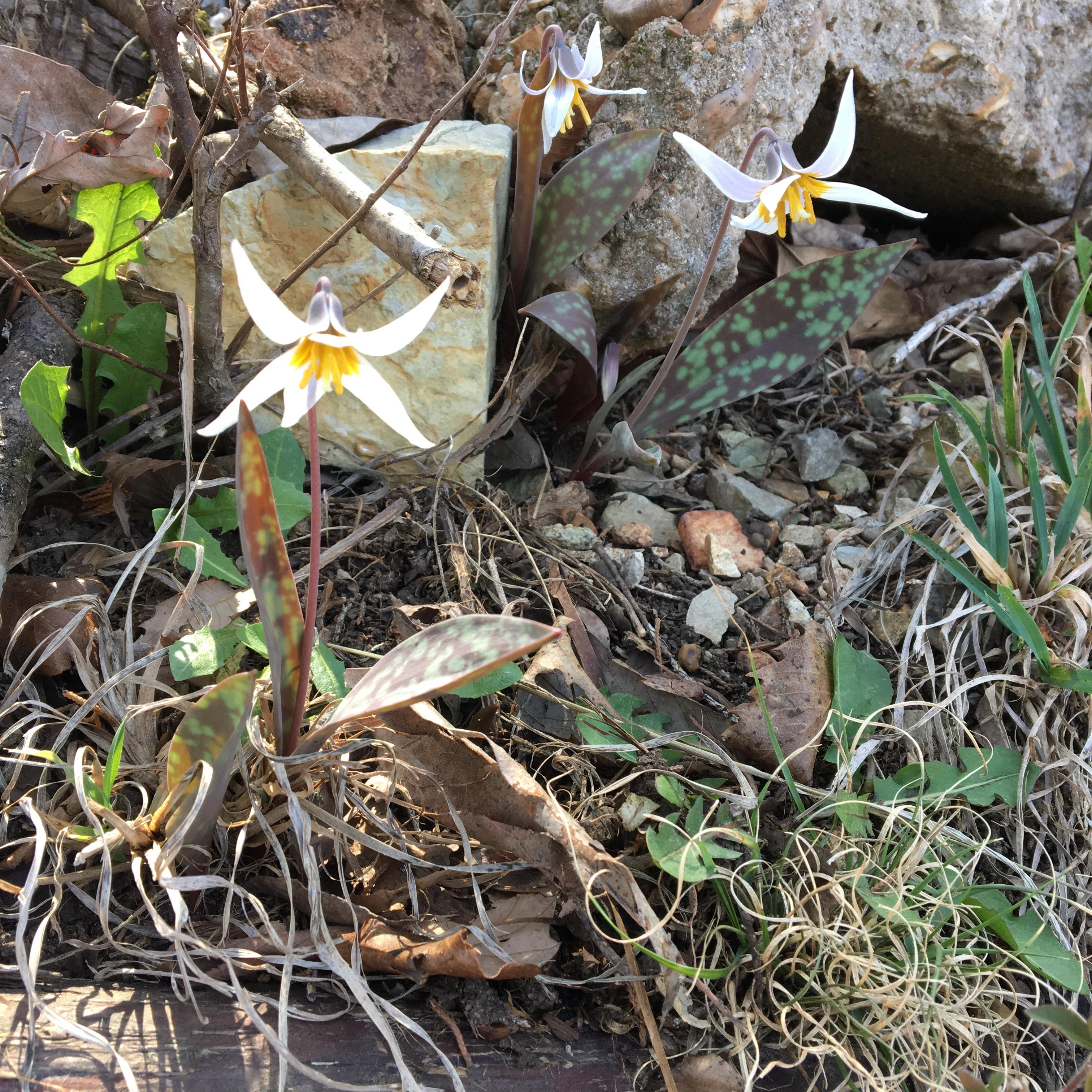 Sw Missouri zone 6b r/whatsthisplant