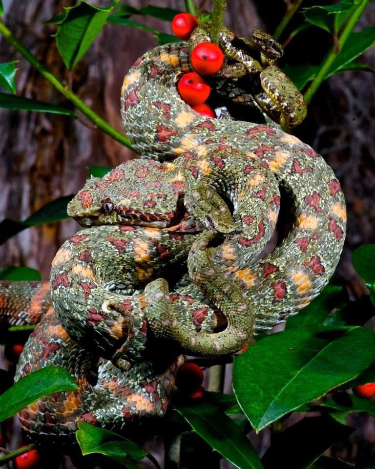 Merry Christmas from the Christmas snakes! (Xmas phase eyelash vipers