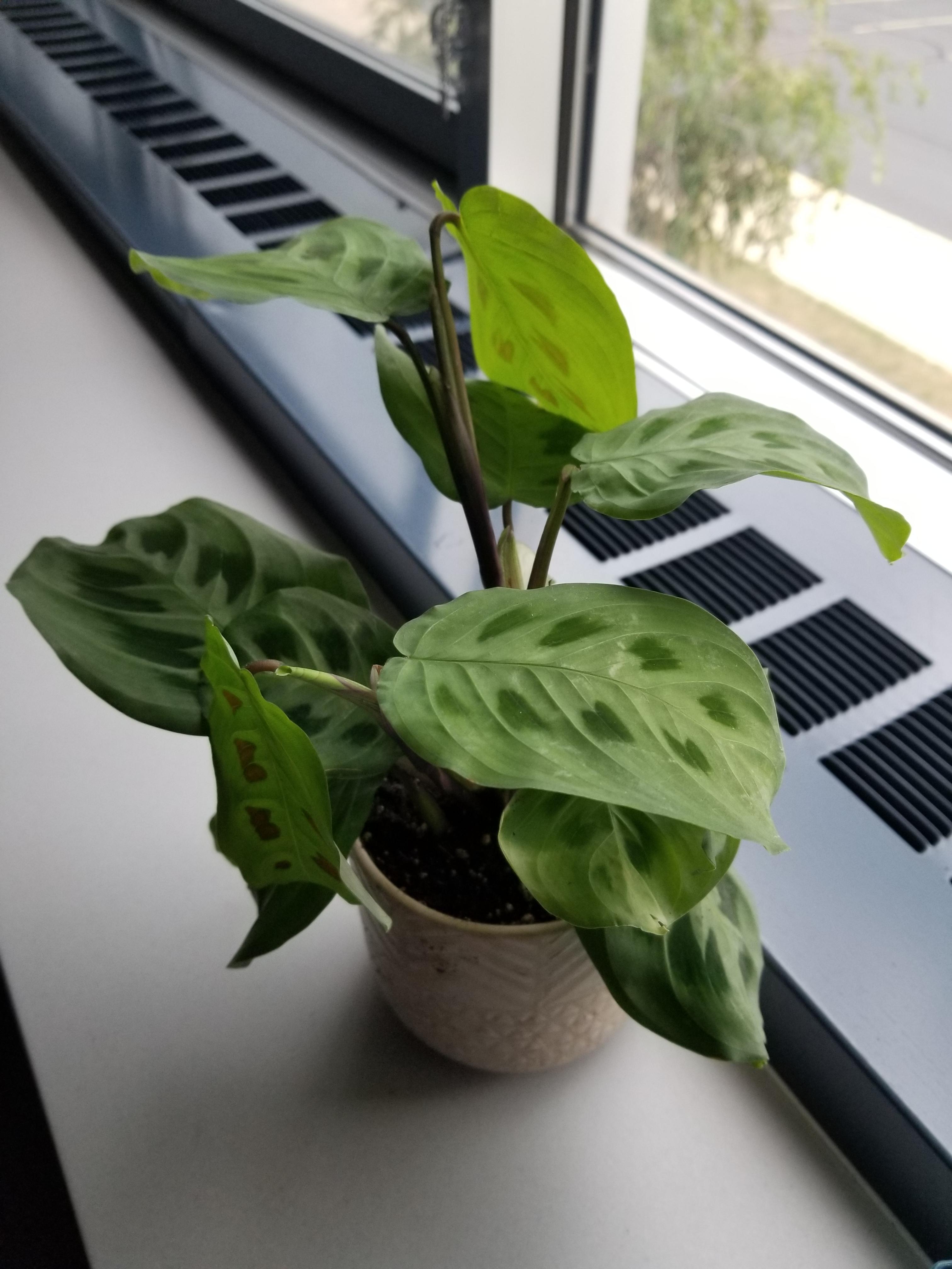 I just bought a Prayer Plant, are the leaves supposed to droop like