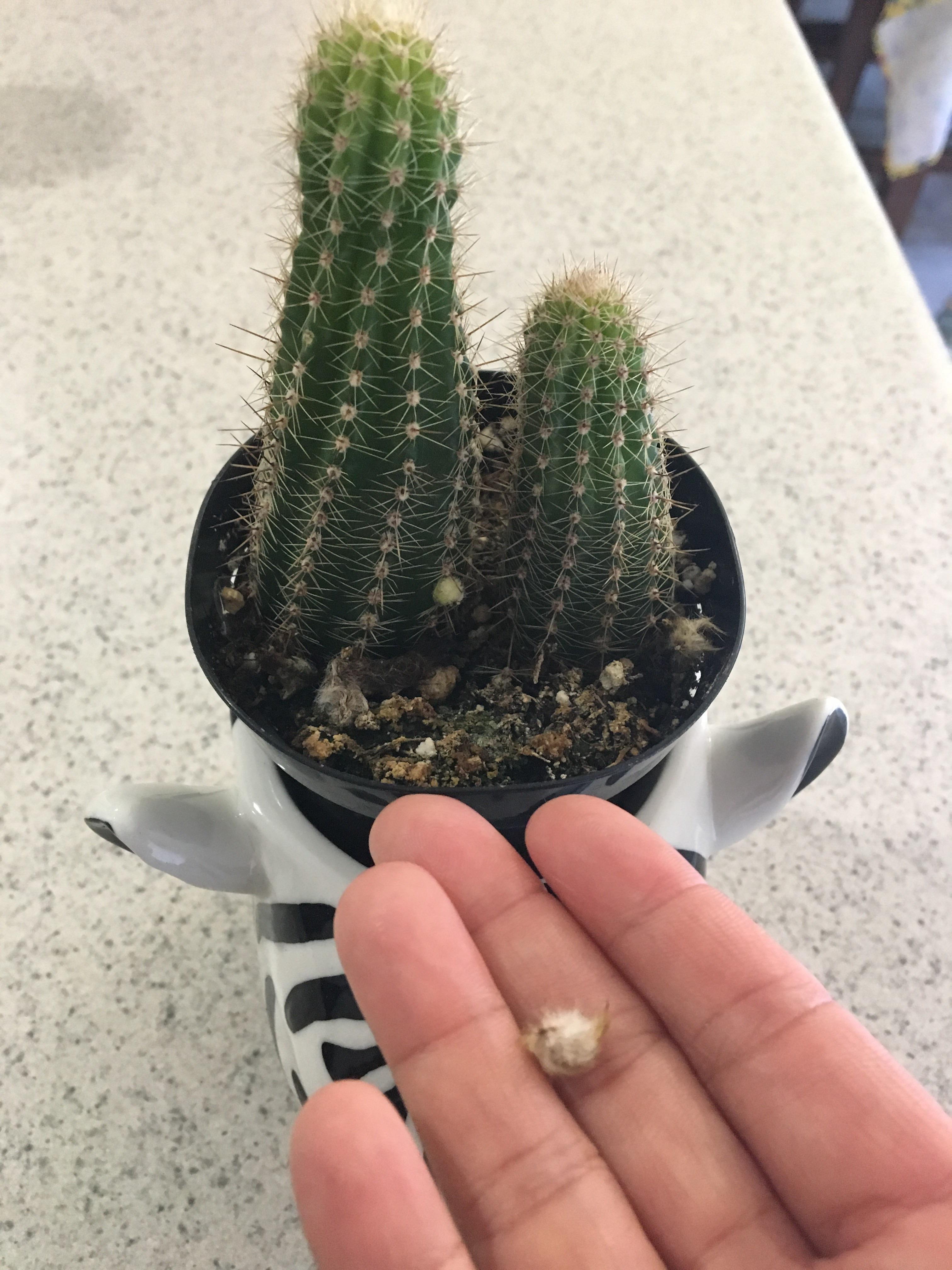 What are these tiny fuzzy balls coming off of my cactus?? r/cactus