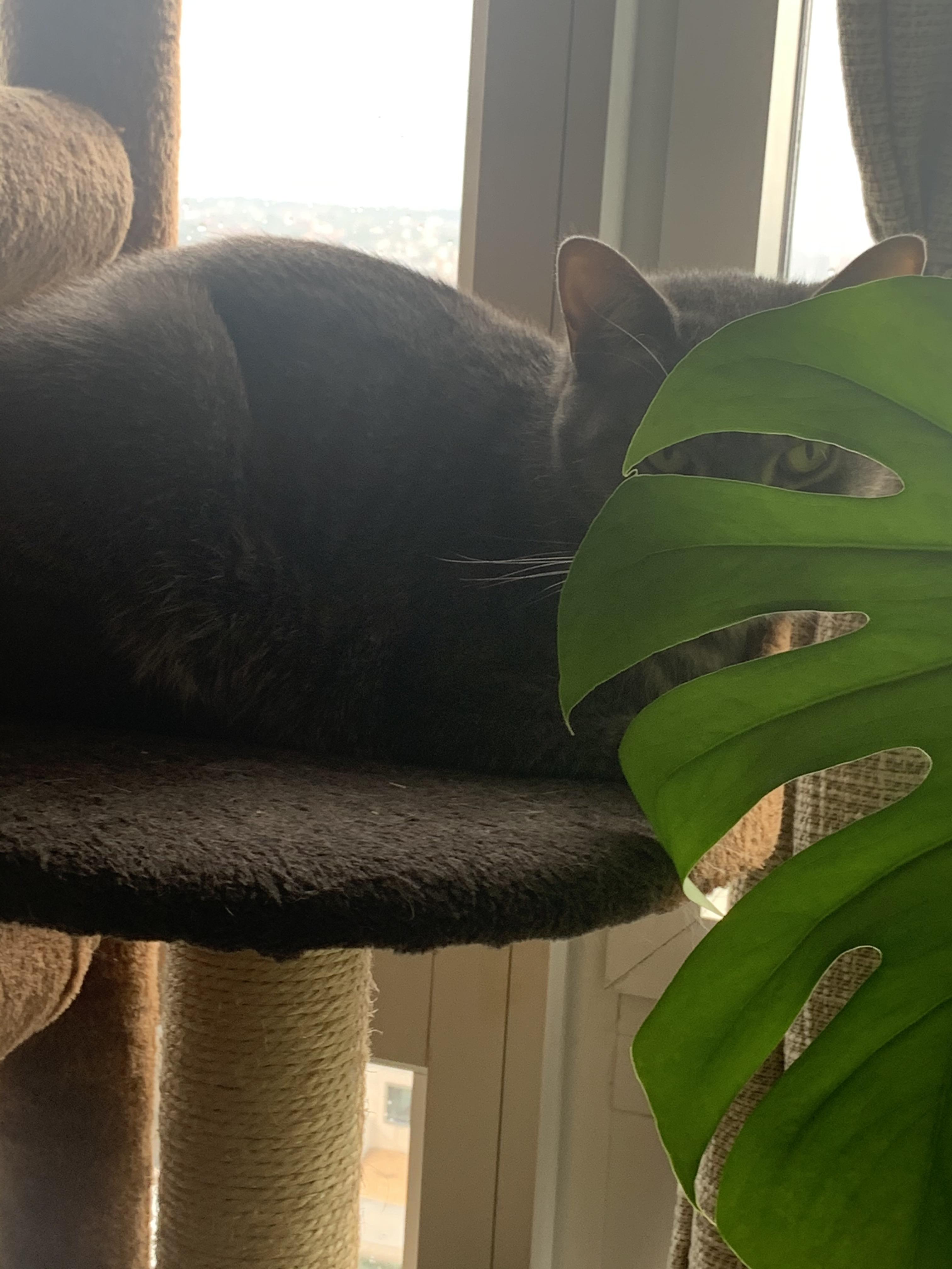 Jungle cat! houseplants