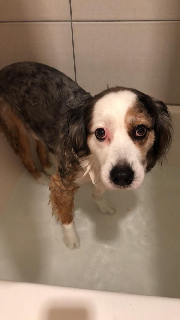 He doesn’t like bath time r/aww