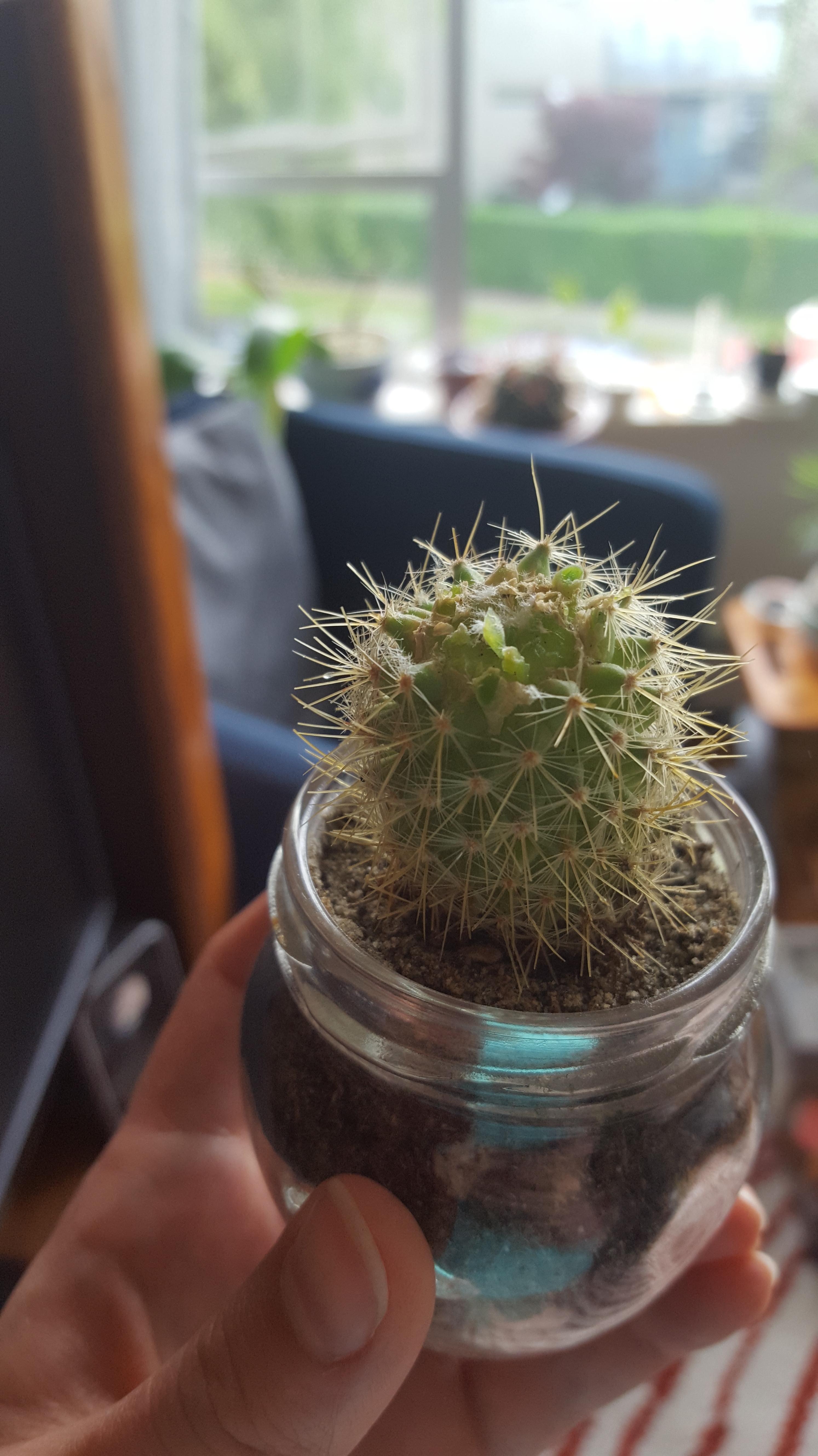 Sliced a glued on flower off of a cactus I rescued from a friend's