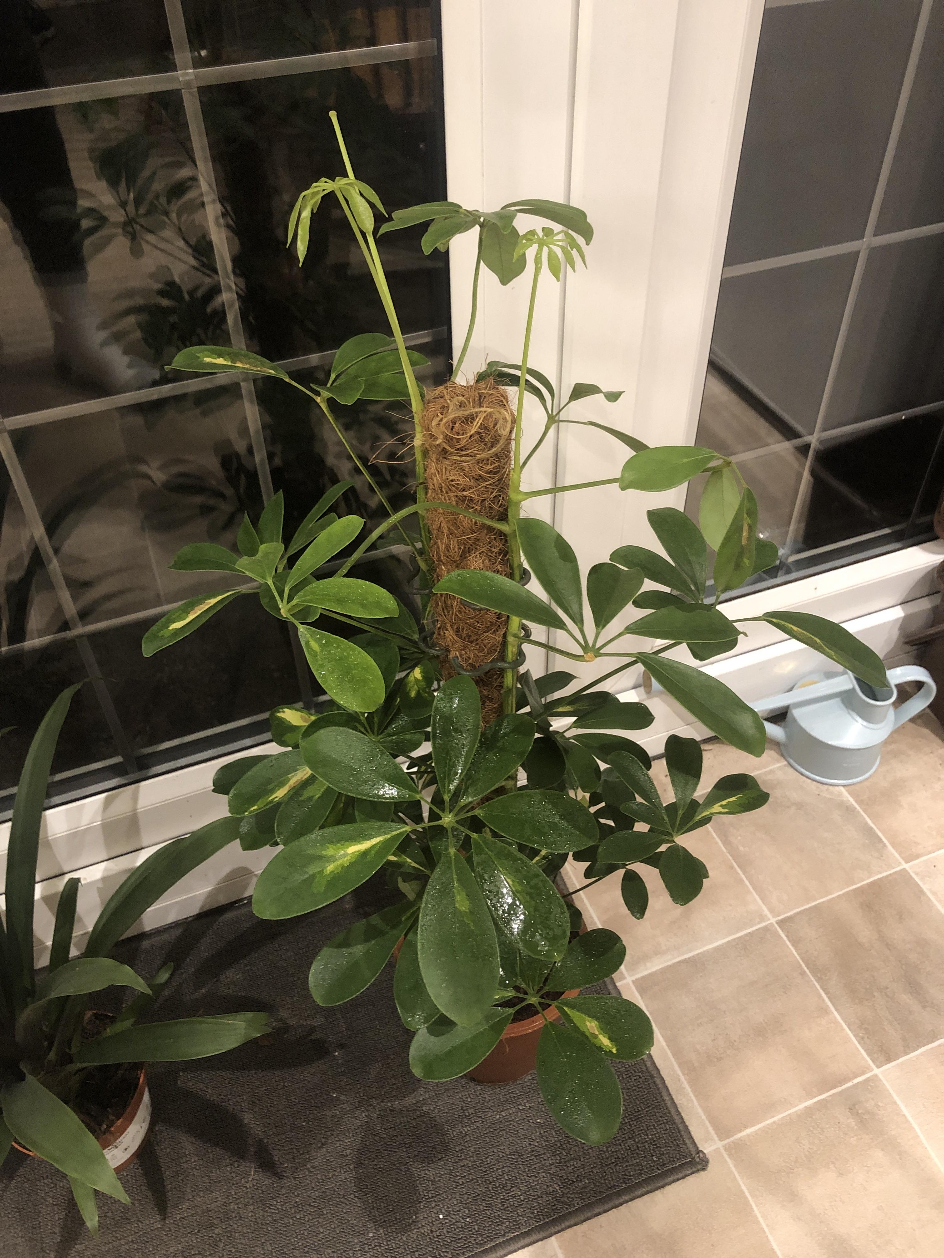 What is this plant? It’s leaves keep falling off and I need to know how