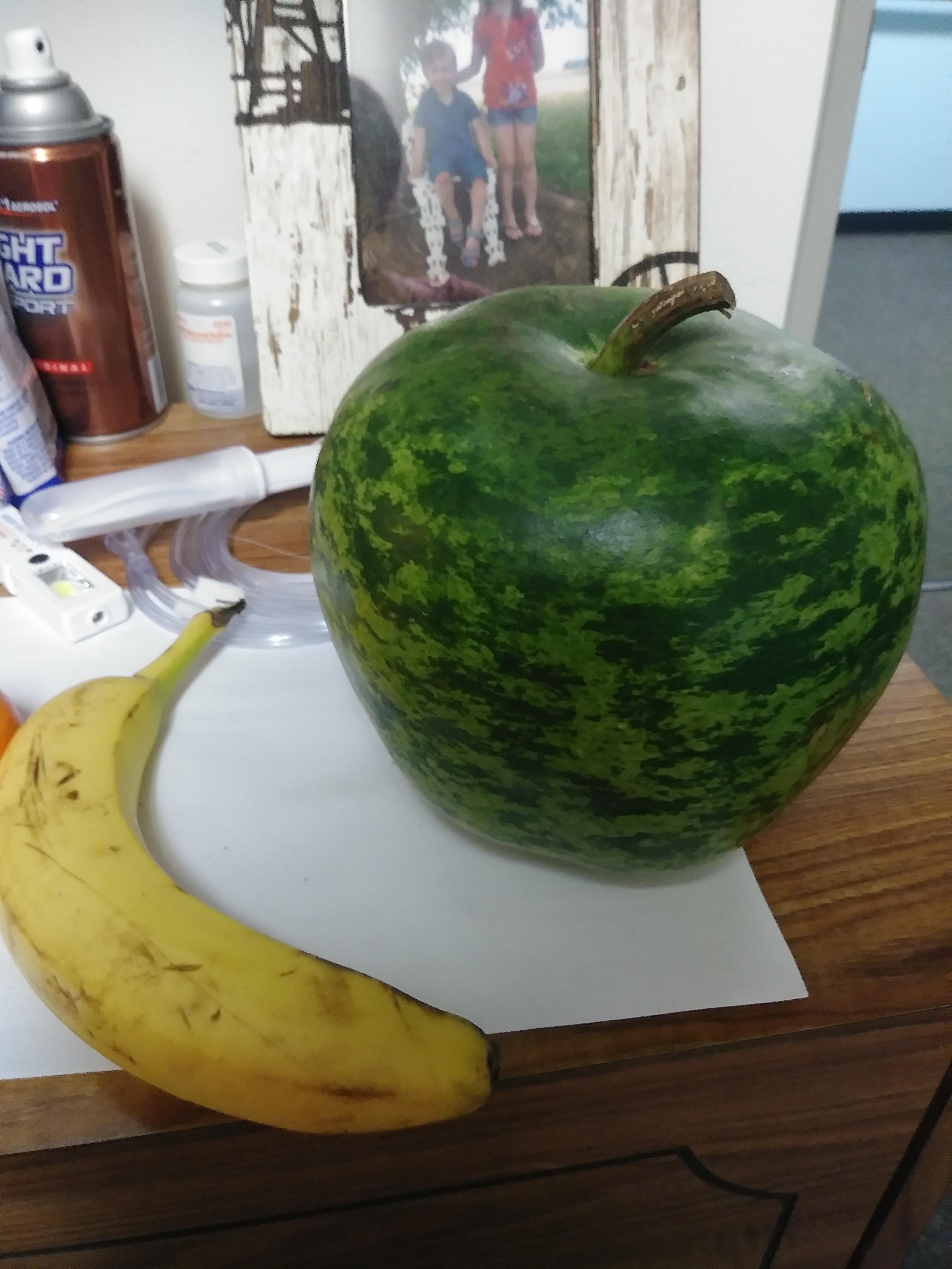 Pumpkin Looks Like a Watermelon Shaped Like an Apple r/mildlyinteresting