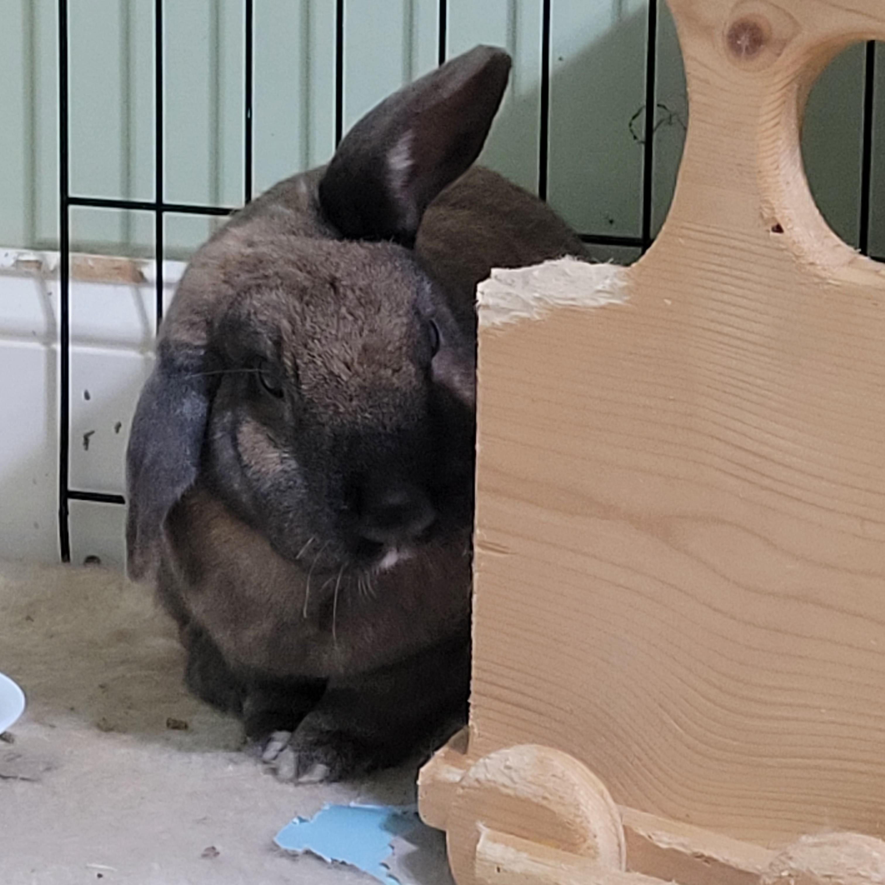 (maybe minor?) head tilt going to the vet in about 3.5 hours. how