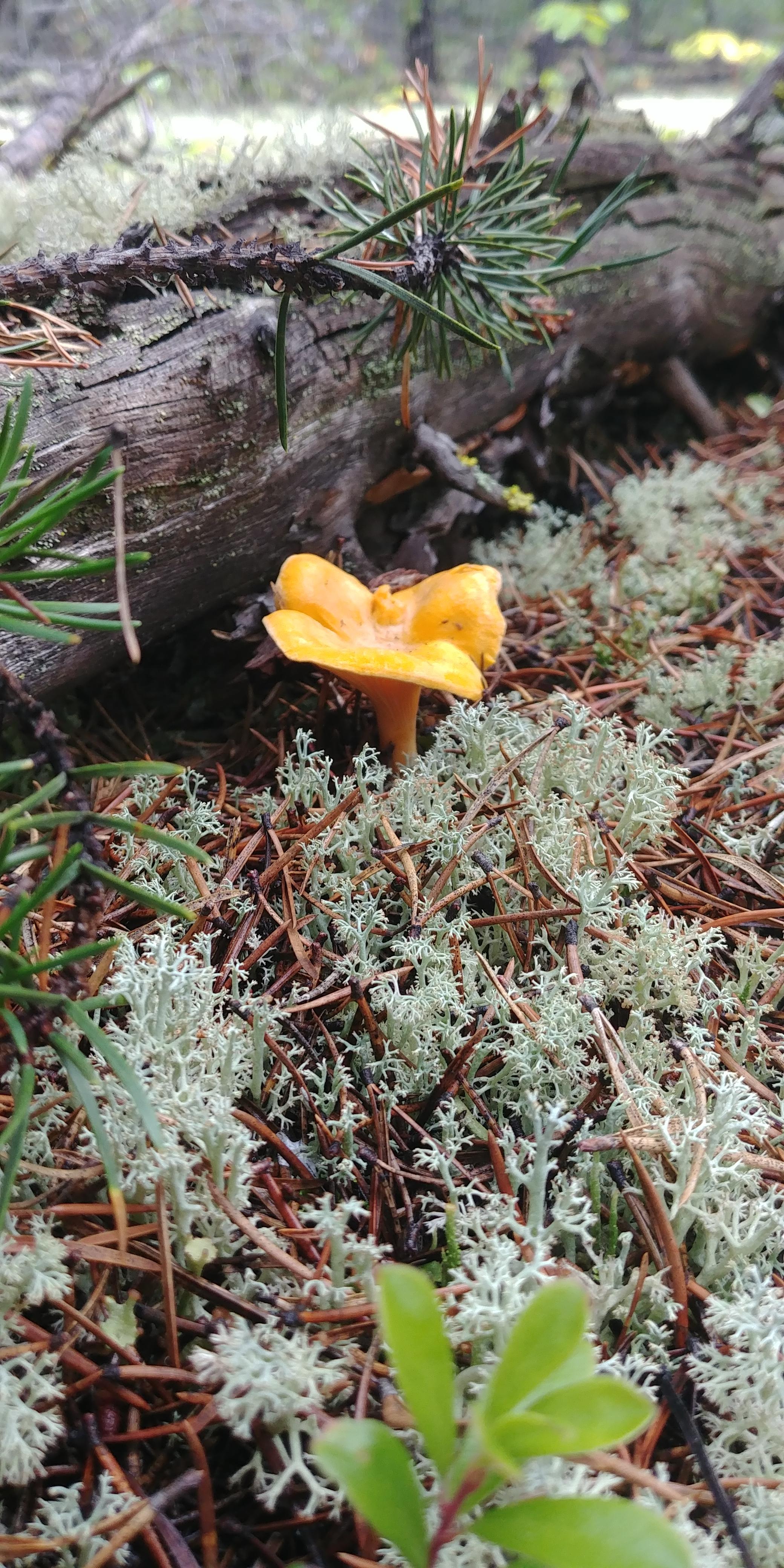🔥 Chanterelle mushroom in northern Saskatchewan. Grow in patches