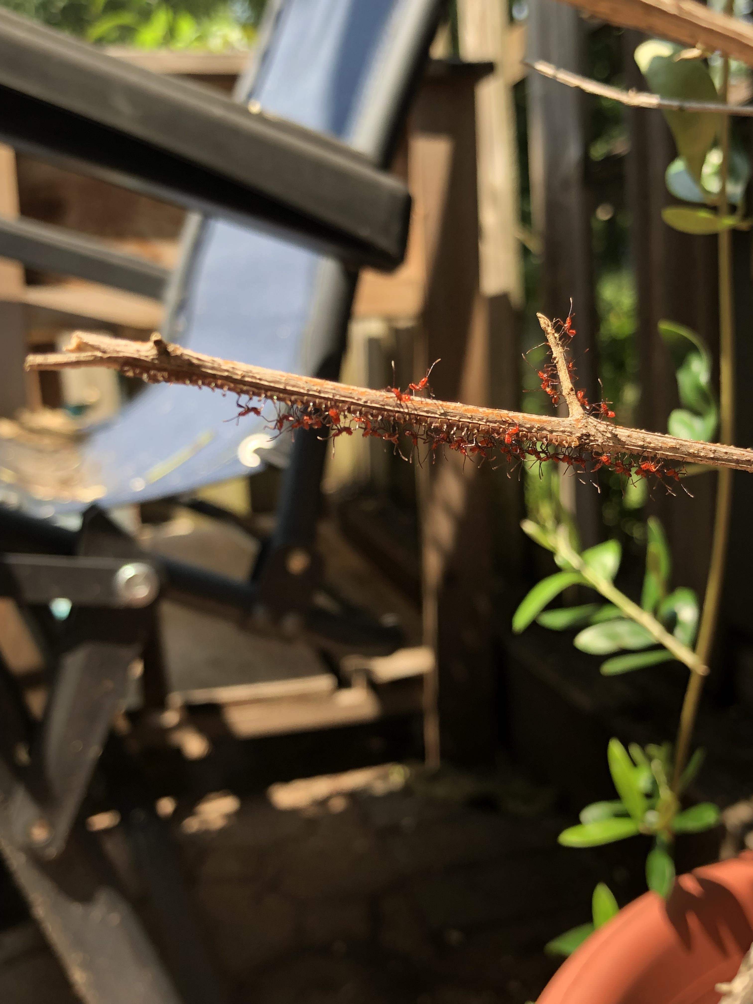 What are all these tiny red bugs on my olive tree? r/gardening