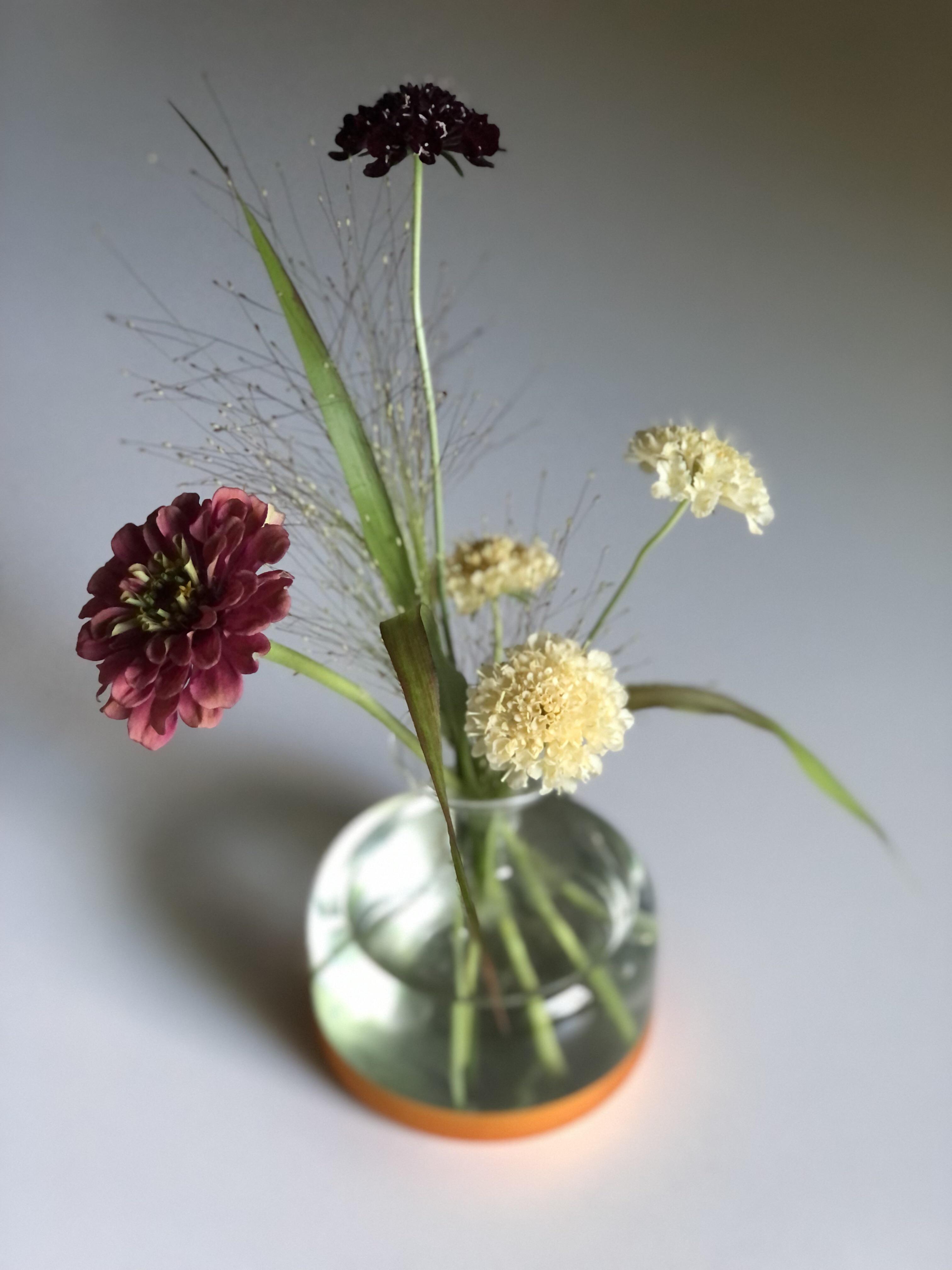 Growing flowers for our wedding my experience so far r/Weddingsunder10k