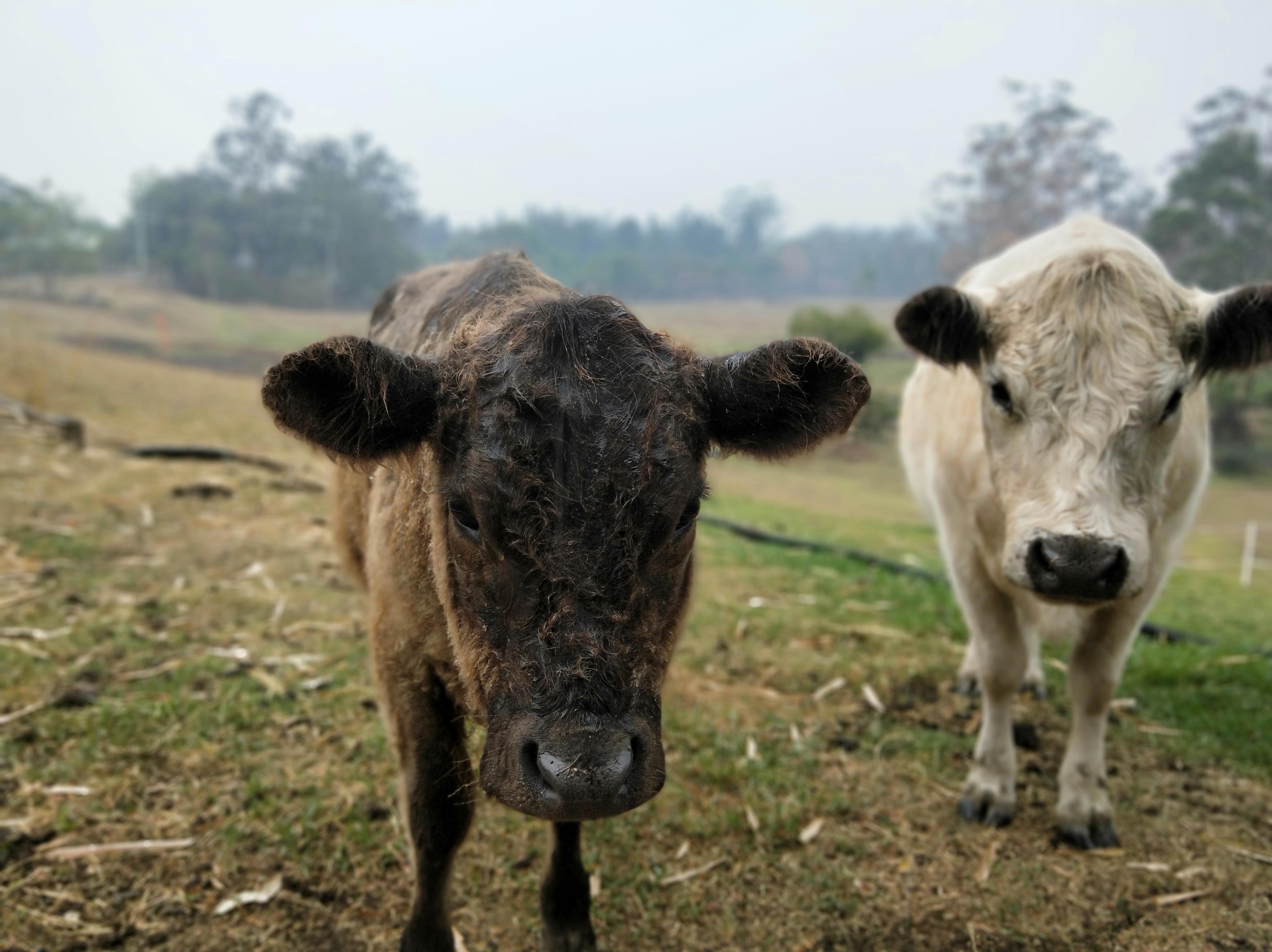 Miniature Galloway Cows