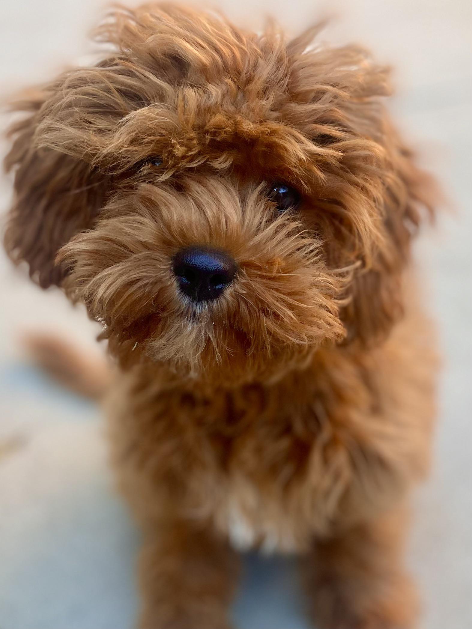 My sweet girl needs a haircut. Can you comment your favorite groomed