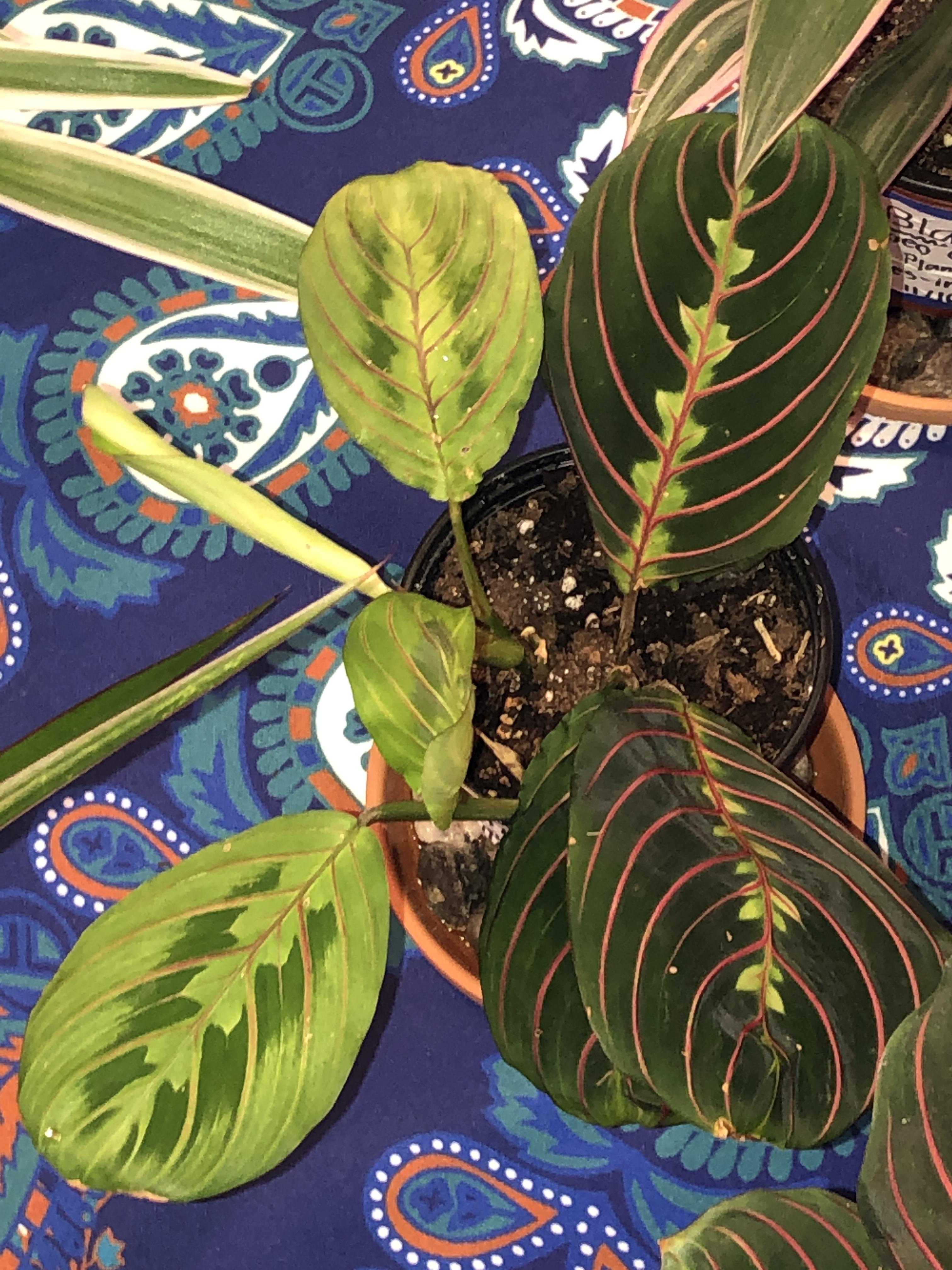 My prayer plant isn’t praying and has been in this position for a while