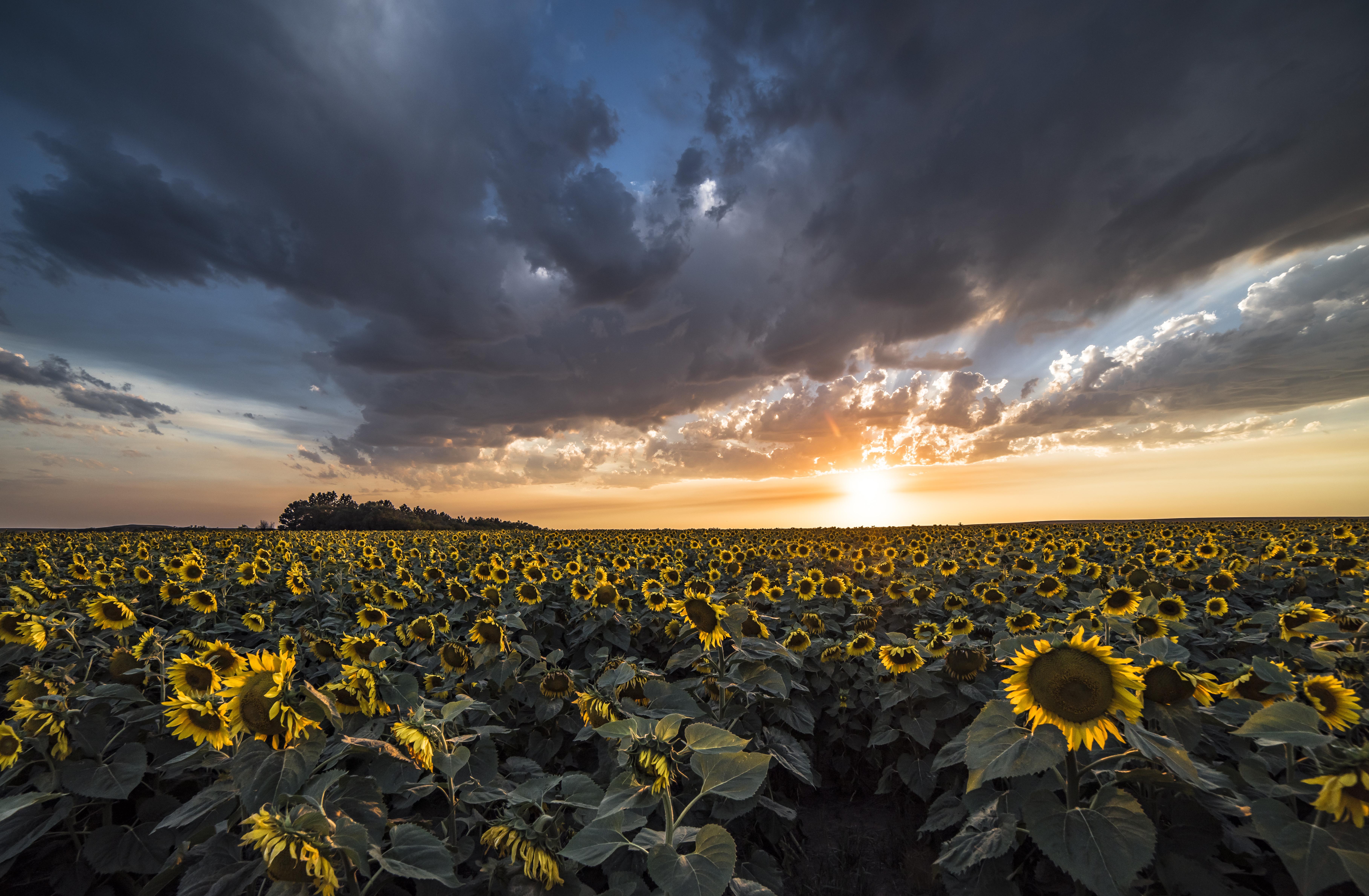 Sunflower Sunset in North Dakota [OC] [7360x4912] r/EarthPorn