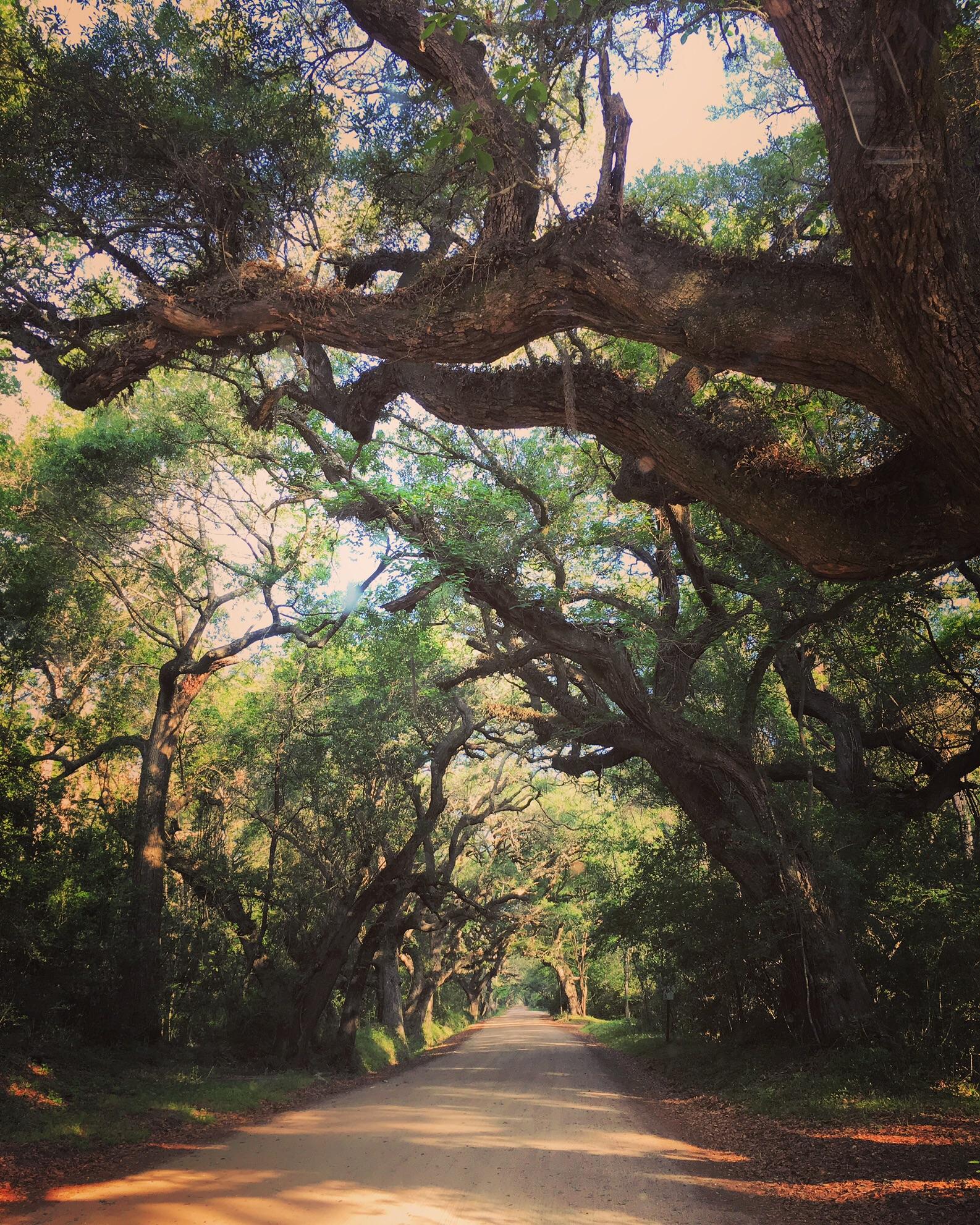 Botany Bay Plantation, Edisto Beach, SC [OC] r/pics