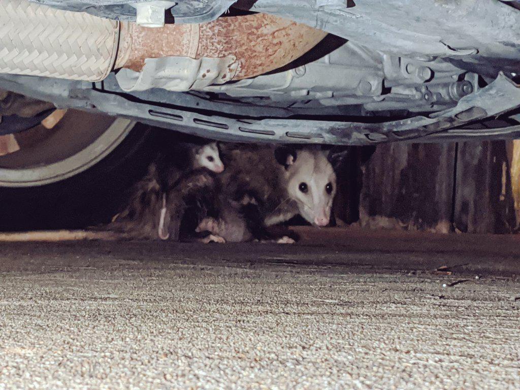 Opossum and baby opossum under my mom's car 💕 r/Opossums