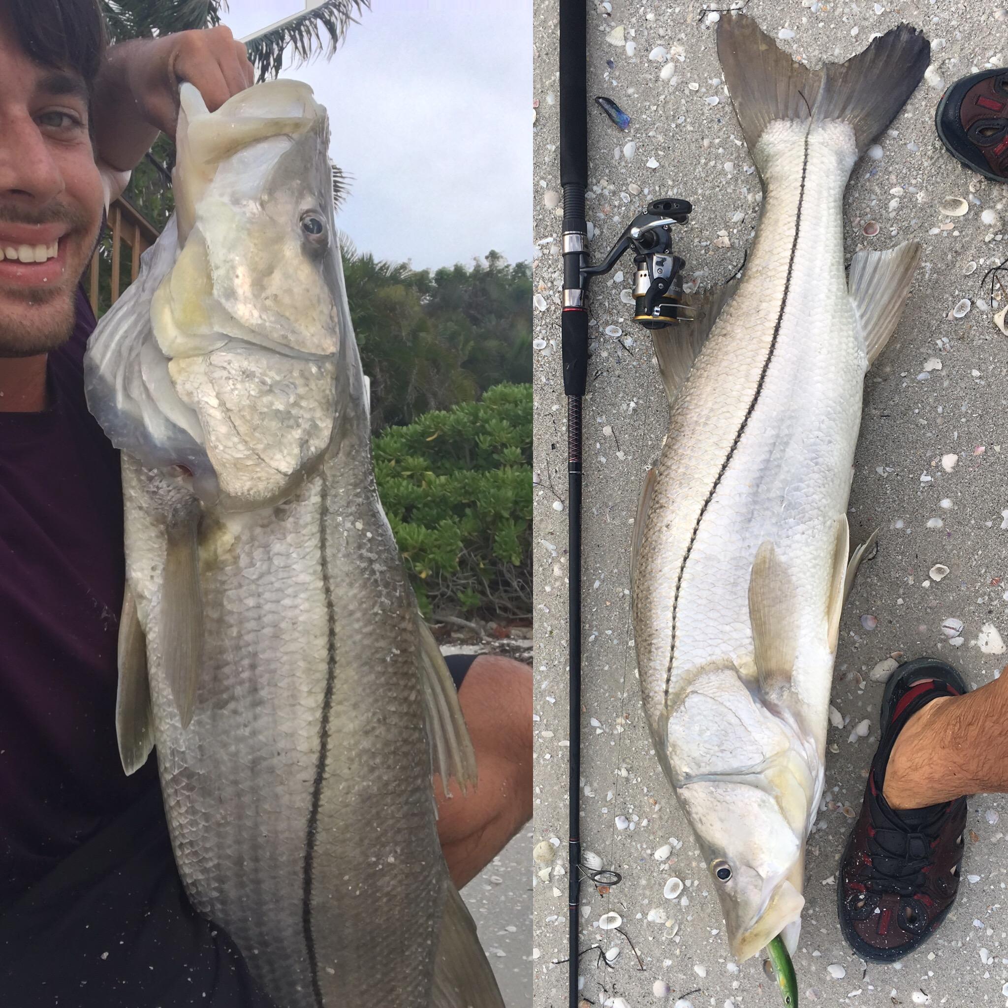 Personal Best Snook (39") r/Fishing