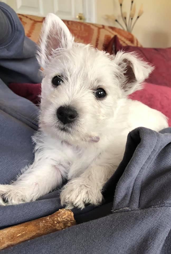 New puppy Daisy is almost 9 weeks old 🥰 r/westies