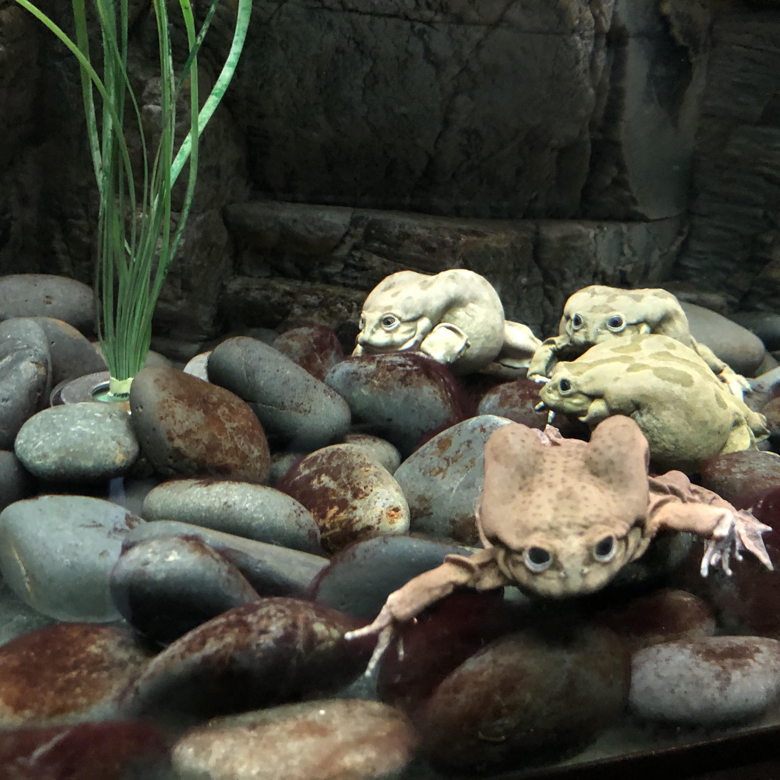Name their band (Lake Titicaca frogs at the Denver Zoo) r/frogs