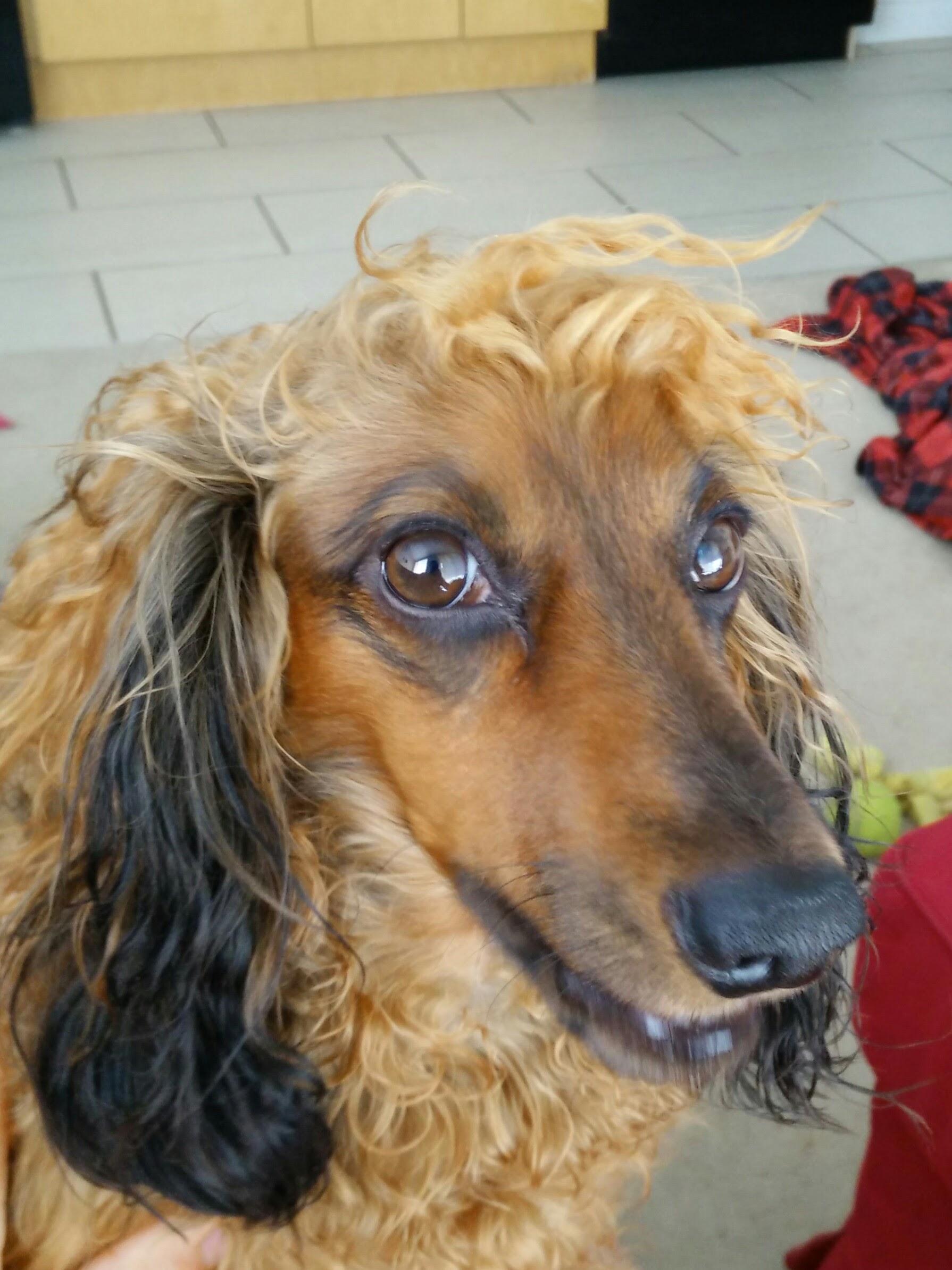 Dachshund nails his photo...finally r/aww