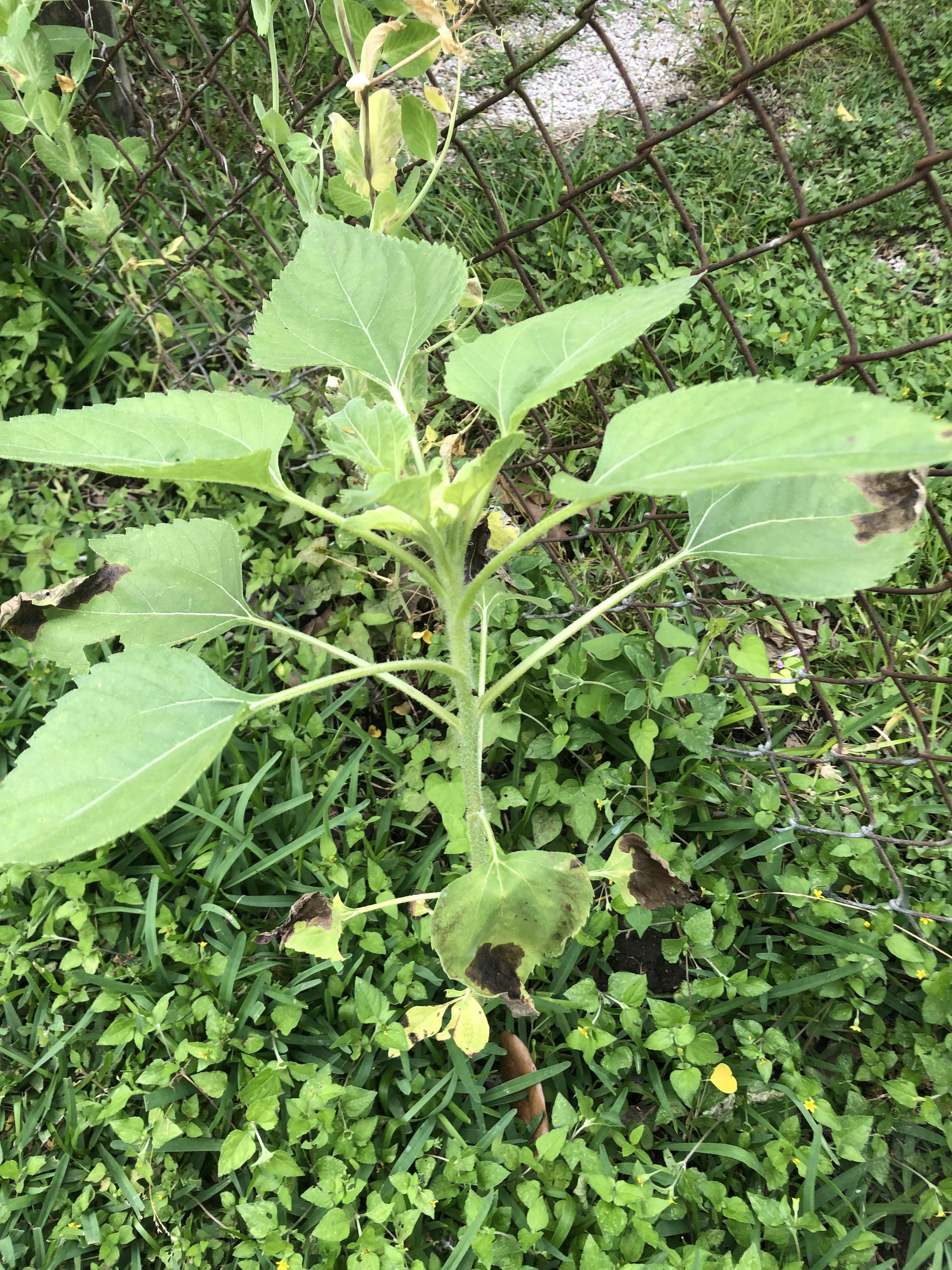 What are these black spots on my sunflower? r/gardening