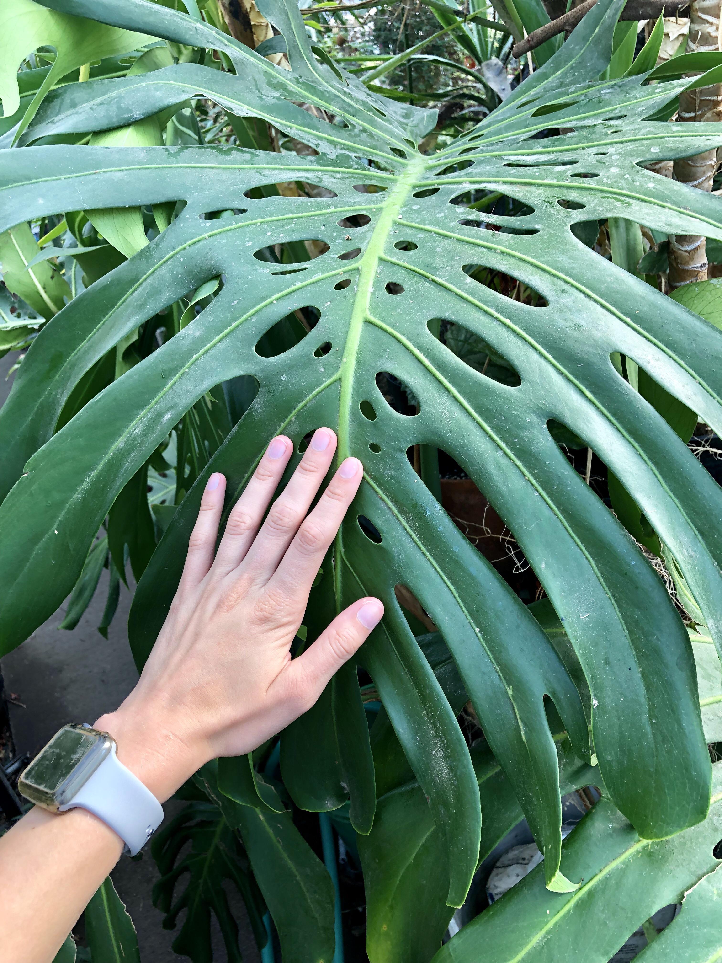 Giant monstera leaf from an overgrown plant at my local nursery! r