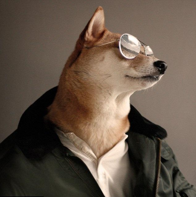 PsBattle Shiba Inu wearing a white shirt, a black jacket, and