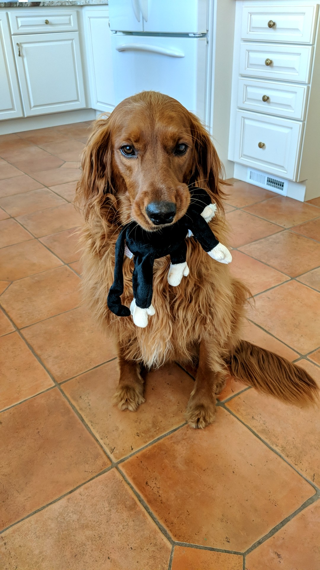 My golden retriever / irish setter with her monkey, Momo aww