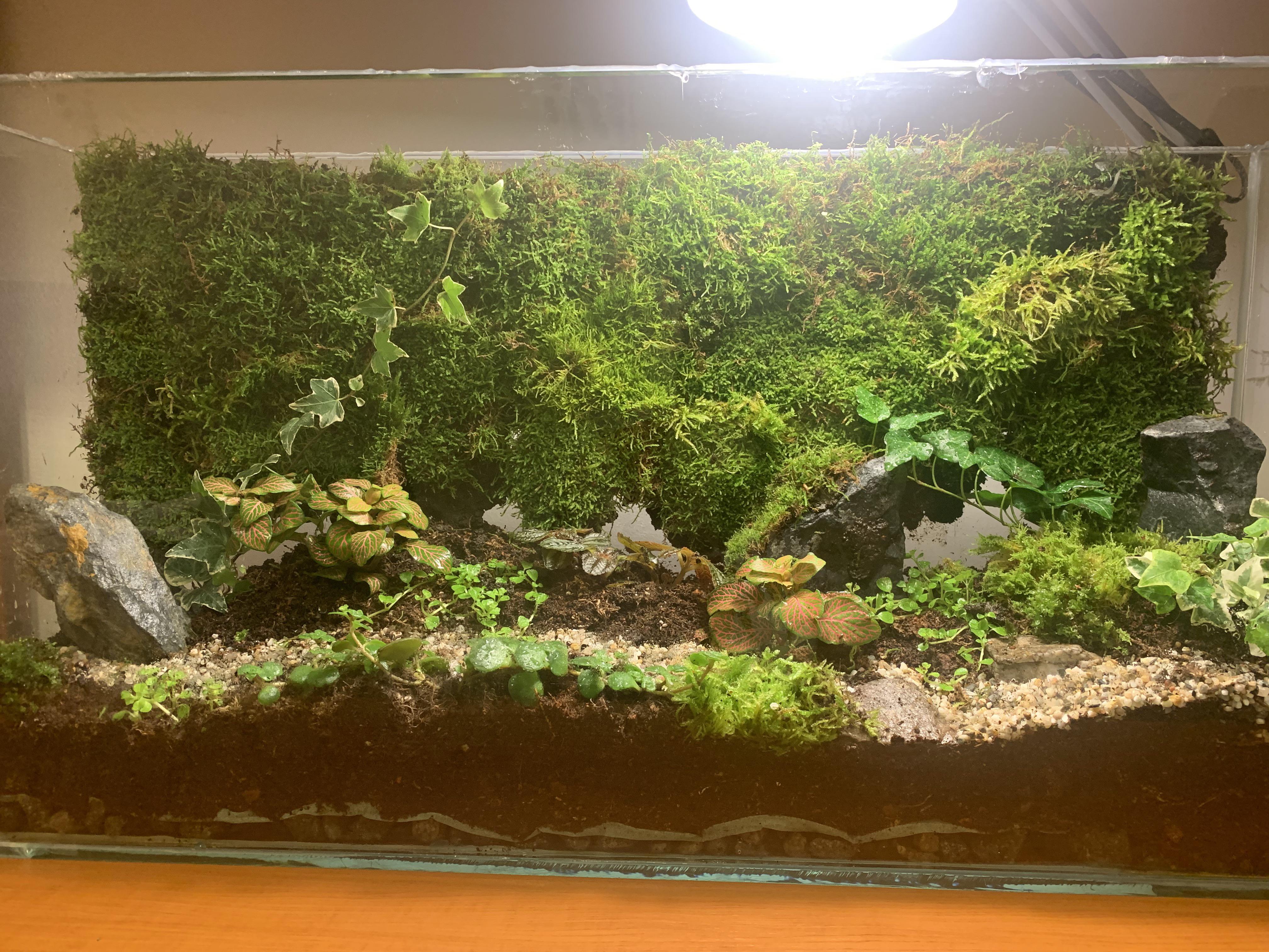 My first terrarium what do you guys think, will that wall moss